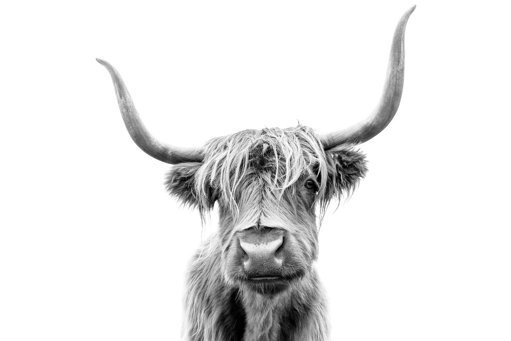 Highland Cow Wall Art Print - 12x18 Inch Farmhouse Decor Poster for Living Room, Bedroom & Office - Rustic Scottish Cattle Picture for Home & Gifts