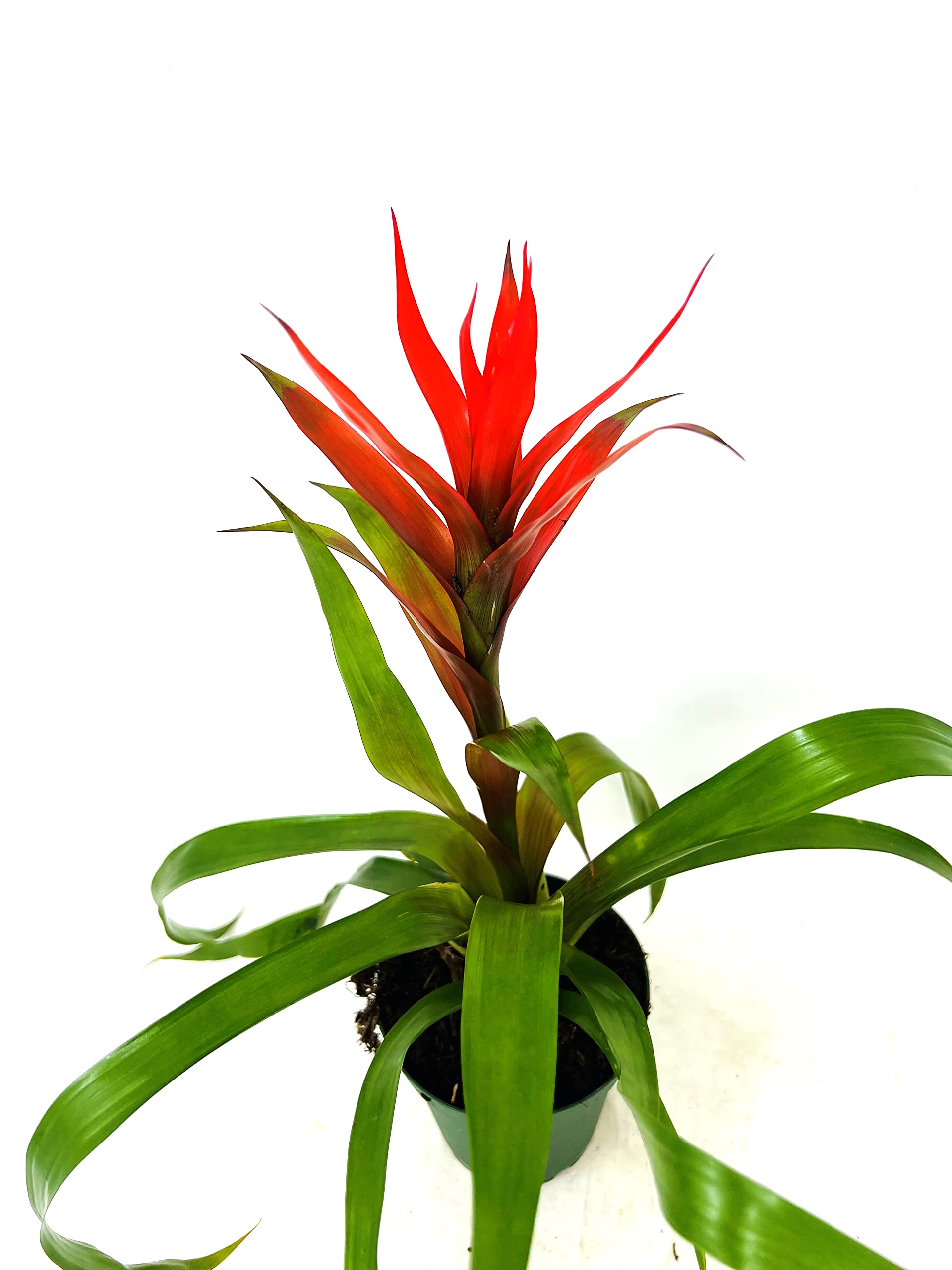 Guzmania Orange Bromeliad Live Plant - 4 Inch Pot for Home & Office Decor, Indoor Tropical Houseplant