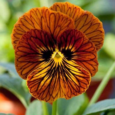 Viola Tiger Eye Red Flower Seeds - 250 Pack for Garden Planting, Landscaping & Outdoor Decor | Perfect for Beds, Borders & Containers