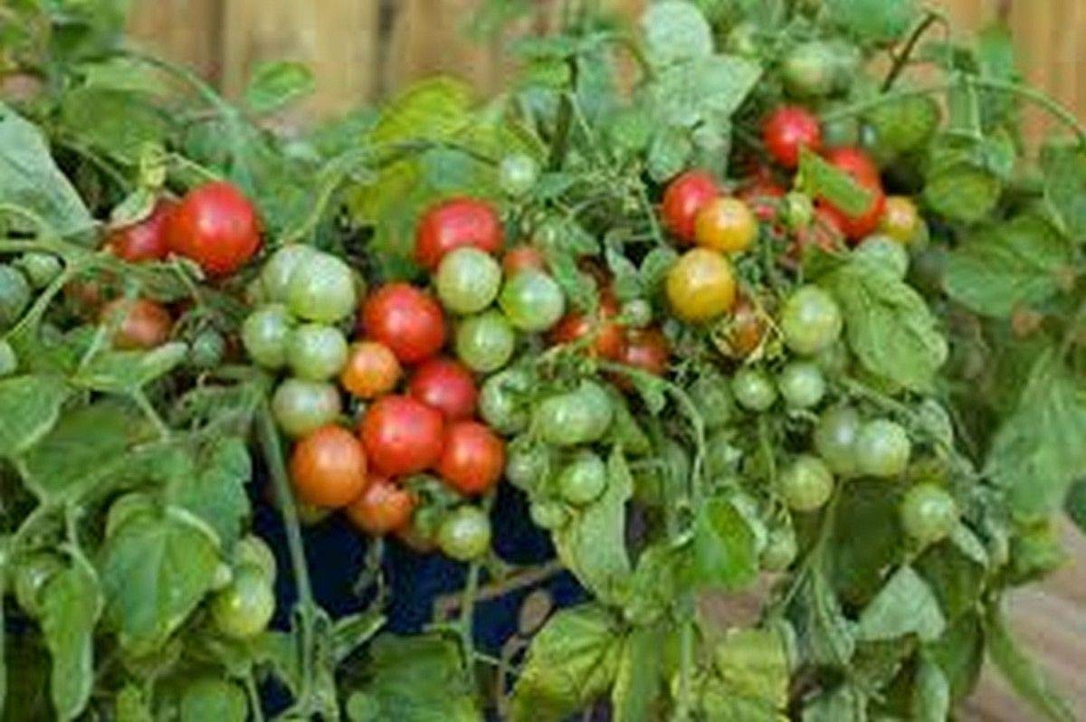 Italian Patio Cherry Tomato Seeds - High Yield, Super Sweet, Non-GMO (200 Seeds) for Home Garden, Balcony, and Container Planting