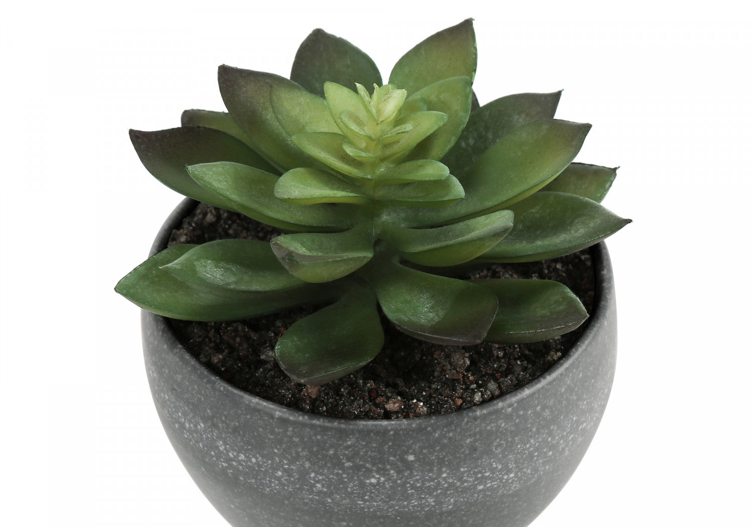 6 Pack Succulent Plants in Grey Pots - Set of 3 Live Indoor Houseplants for Home Decor, Office Desk, or Gift