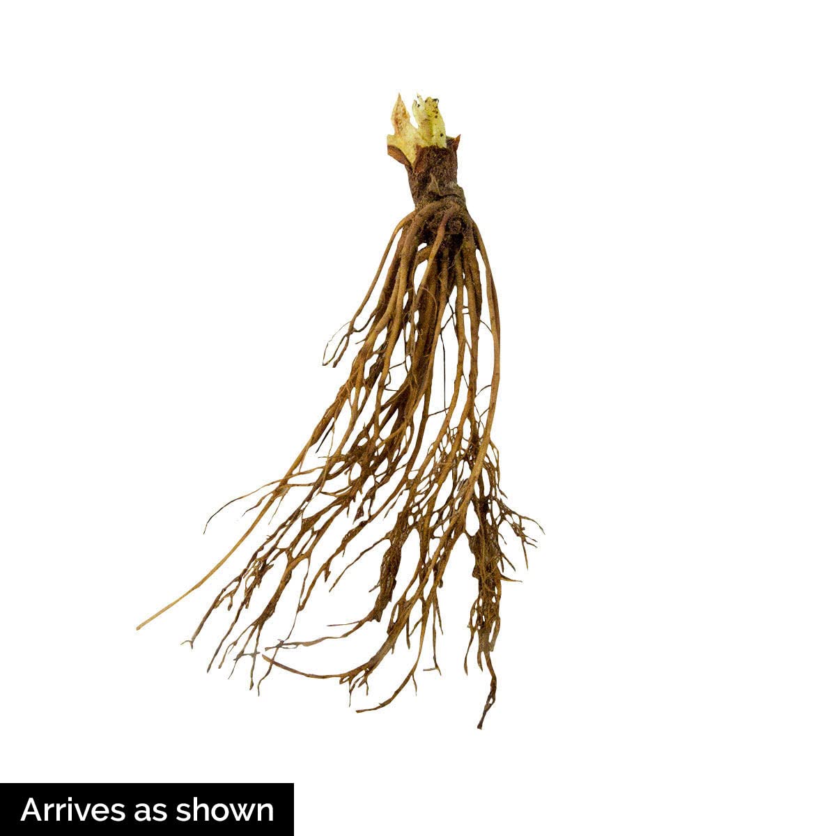 Fort Laramie Strawberry Bare Root Plants - 25 Pack | Cold Hardy Perennial Fruit Plants for Home Garden, Backyard Farming & Organic Gardening