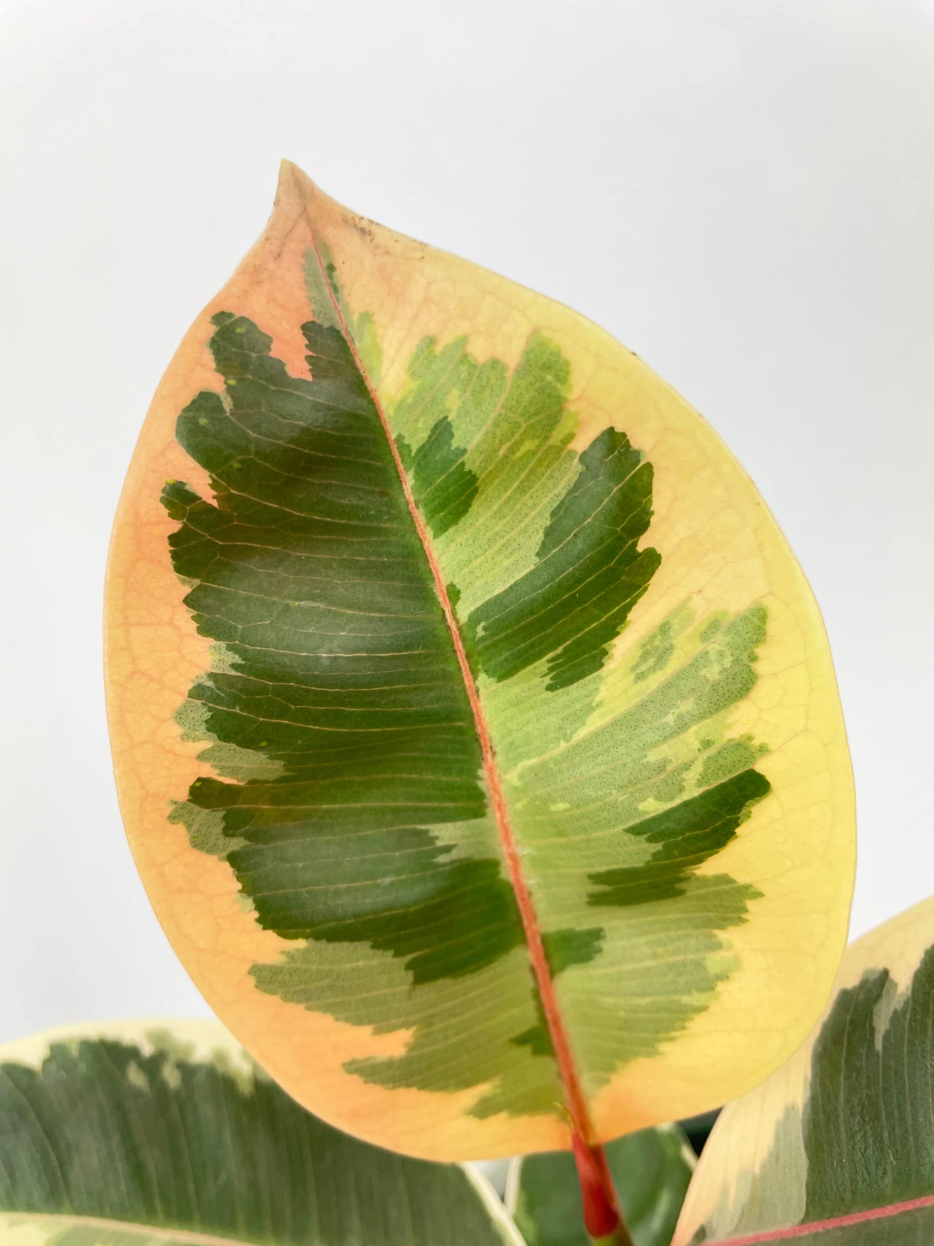 Bumble Plants Ficus Elastica Tineke Variegated Rubber Tree - Live House Plant in Nursery Pot for Home & Office Decor, Indoor Air Purifying Plant, Perfect Gift for Plant Lovers