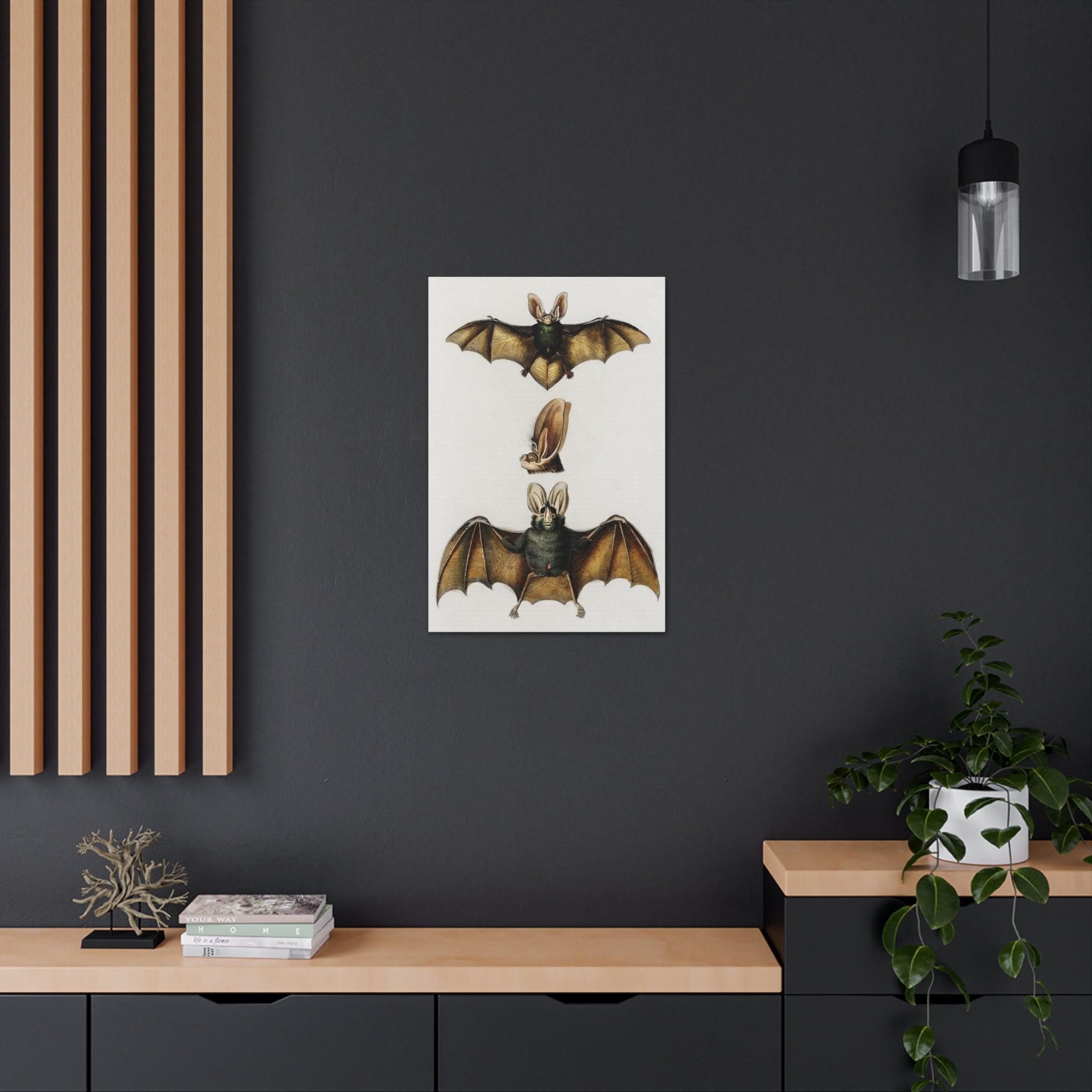 Plecotus Bat Art Print by Charles Dessalines - Stunning Canvas Wall Decor for Home, Office & Gifts | Wildlife Illustration | Nature-Inspired Decor