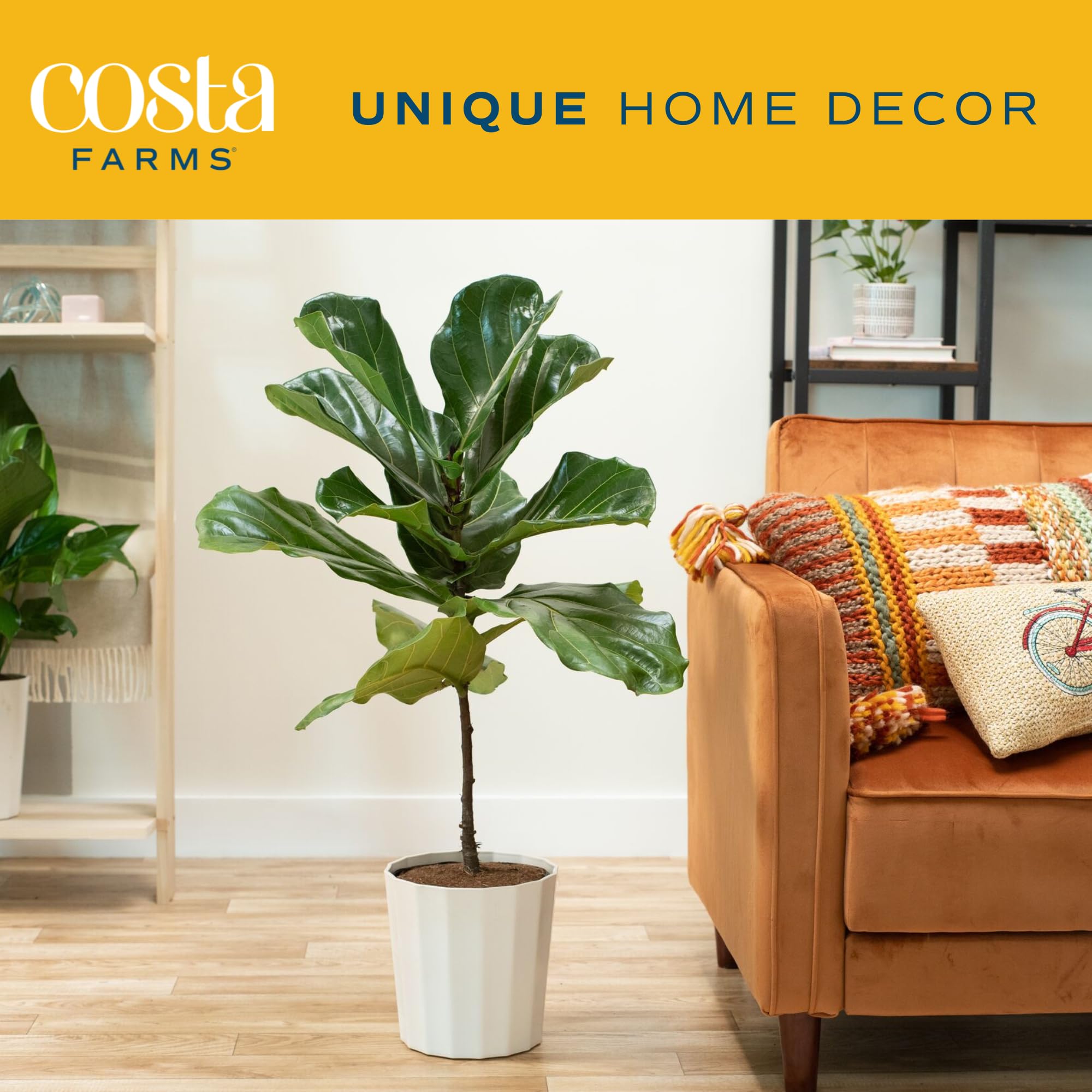 Costa Farms Fiddle Leaf Fig Tree (Ficus Lyrata) - 3-4 Feet Tall Live Indoor Houseplant in Decorative Pot with Soil - Perfect for Home Decor, Office, Living Room & Bedroom - Great Gift for Housewarming, Birthday & Special Occasions