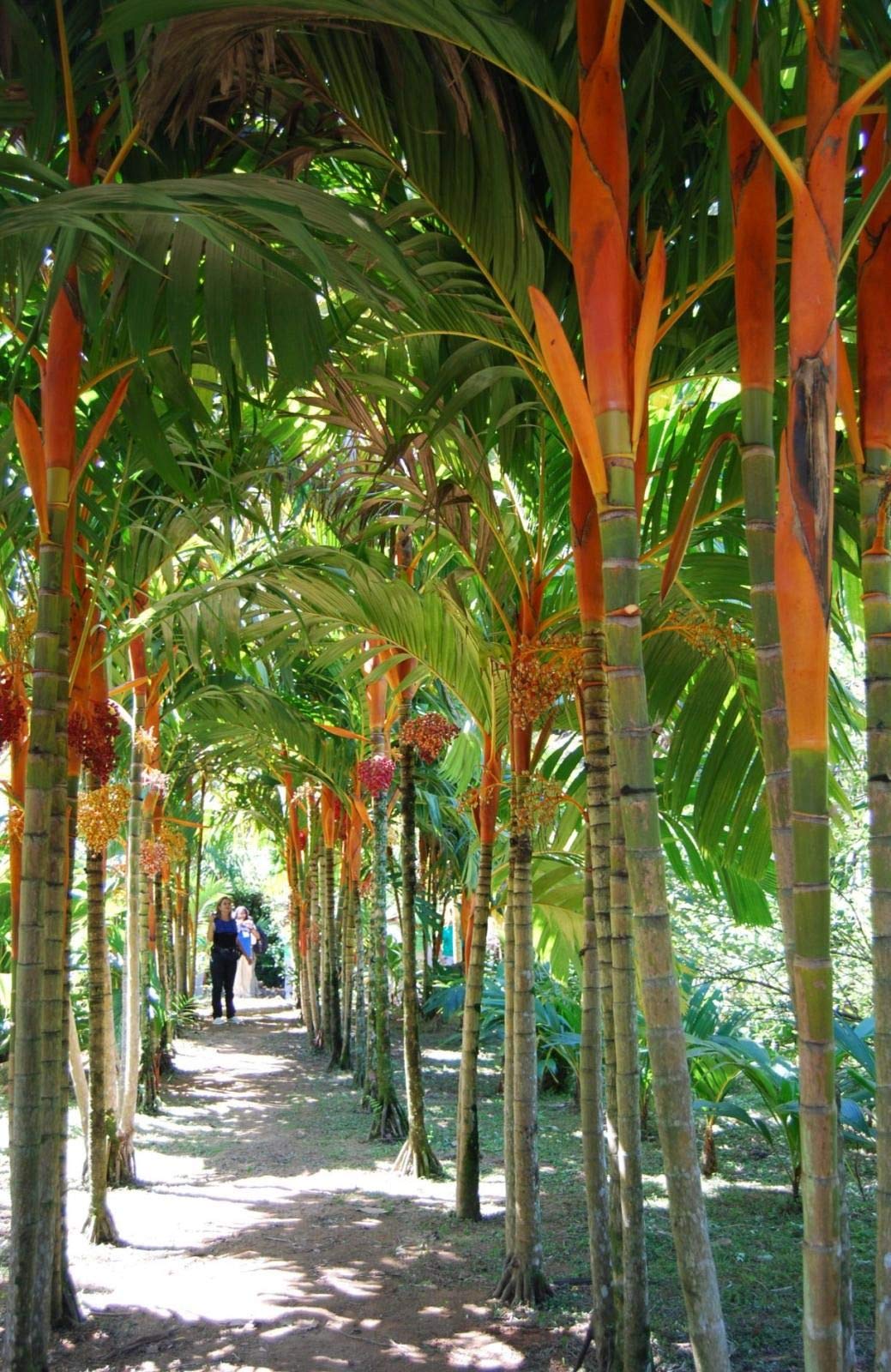 Orange Crownshaft Palm Tree (Areca Vestiaria) - 5 Live Plants in 4 Inch Pots - Rare Florida Ornamental Palms for Tropical Landscaping, Indoor Decor & Garden Centerpiece