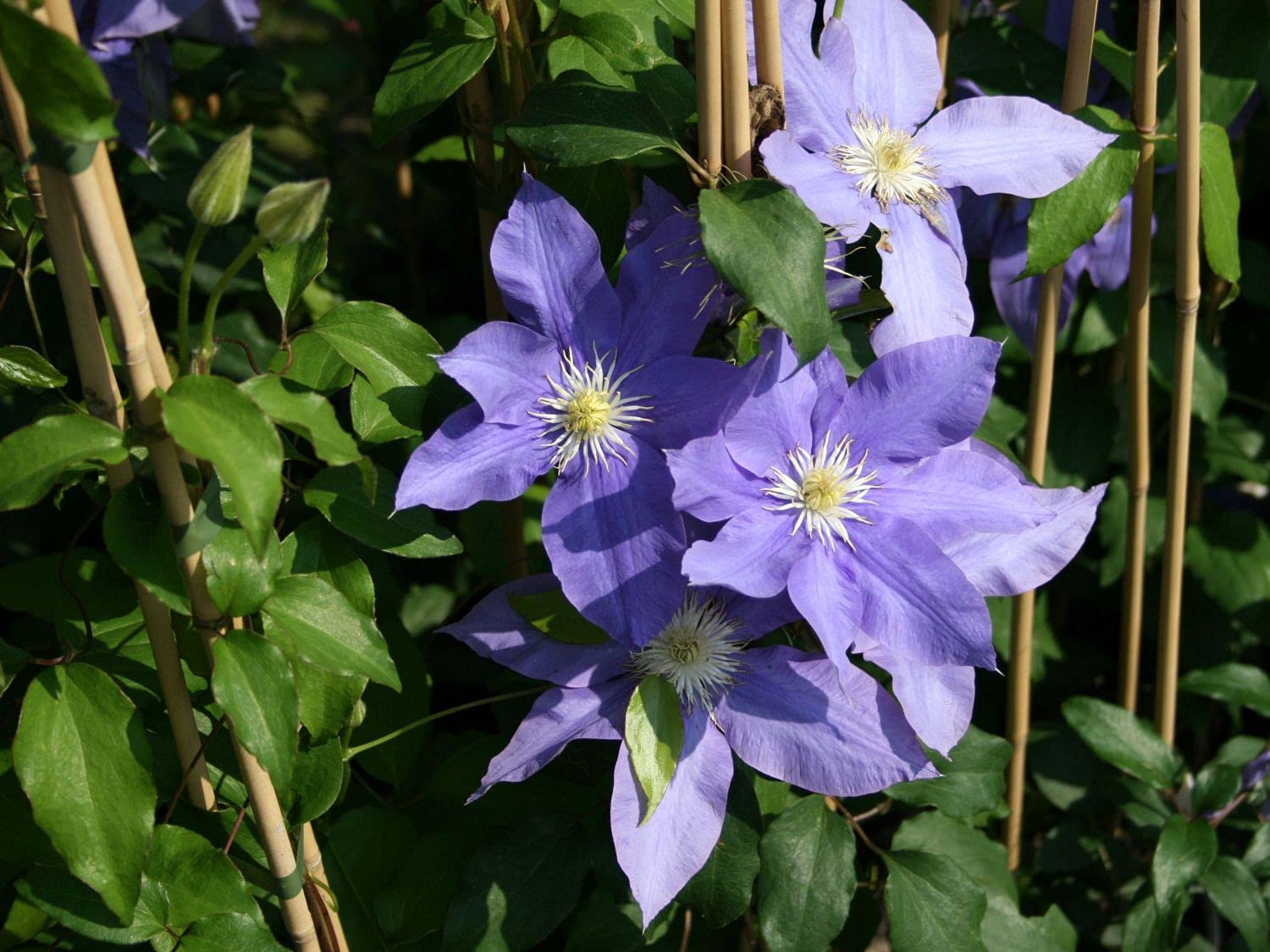 Clematis 'HF Young' - 5 Live Plants in 4 Inch Pots - Light Purple Flowering Vine - Ready for Garden Planting - Perfect for Trellises, Fences & Container Gardening