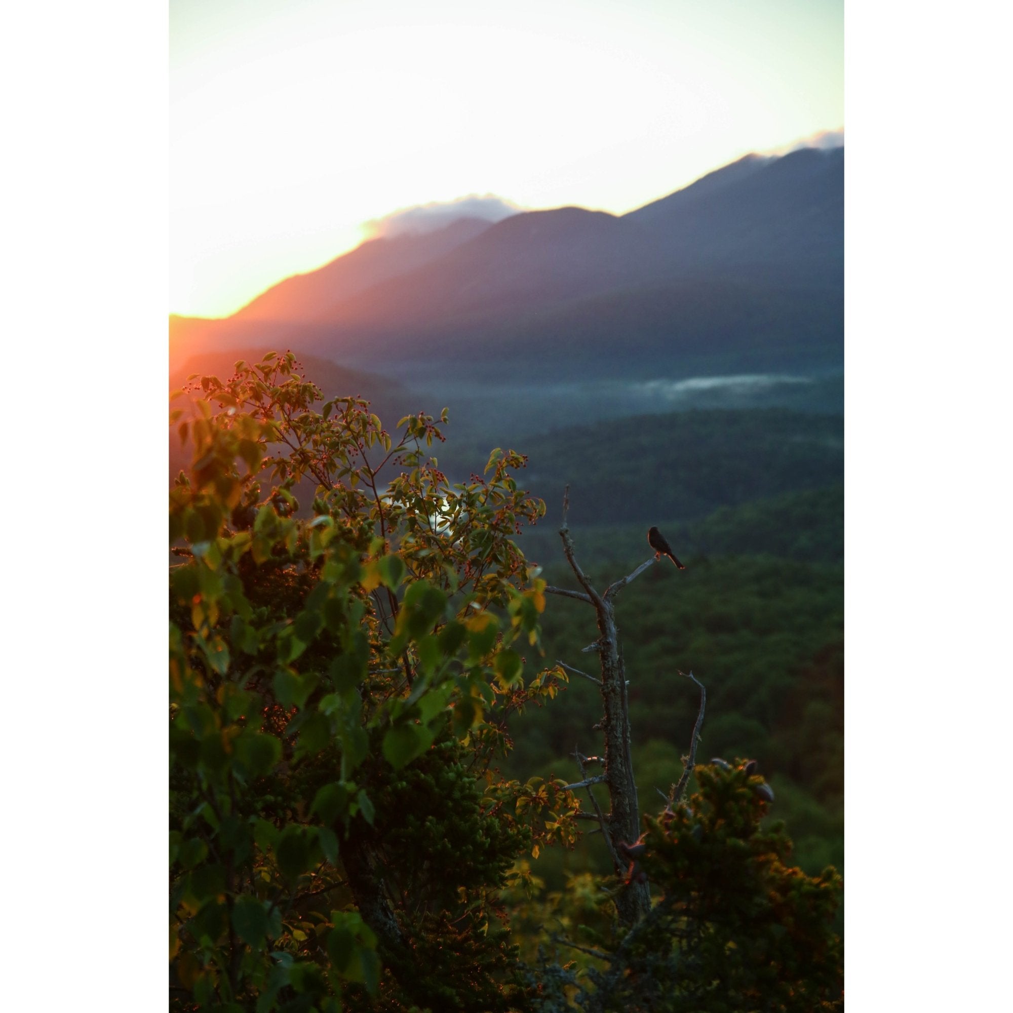 Birdsong at Sunrise - Relaxing Nature Sounds for Meditation, Yoga & Sleep | Calming Ambient Music for Stress Relief & Mindfulness