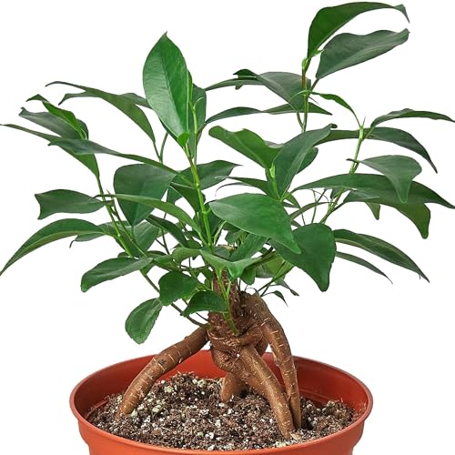 Ficus Ginseng