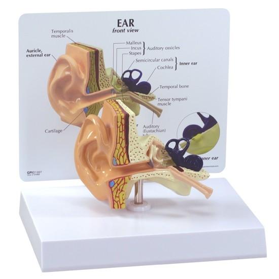 Human Ear Anatomy Model with Educational Key Card - Perfect for Medical Students, Biology Teachers & Science Classrooms