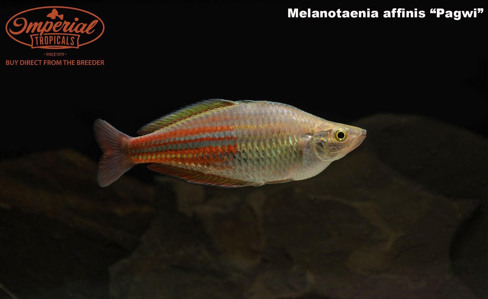 Pagwi Rainbowfish - Vibrant Colorful Tropical Fish for Aquariums | Perfect for Home & Office Fish Tanks | Enhance Your Aquatic Ecosystem