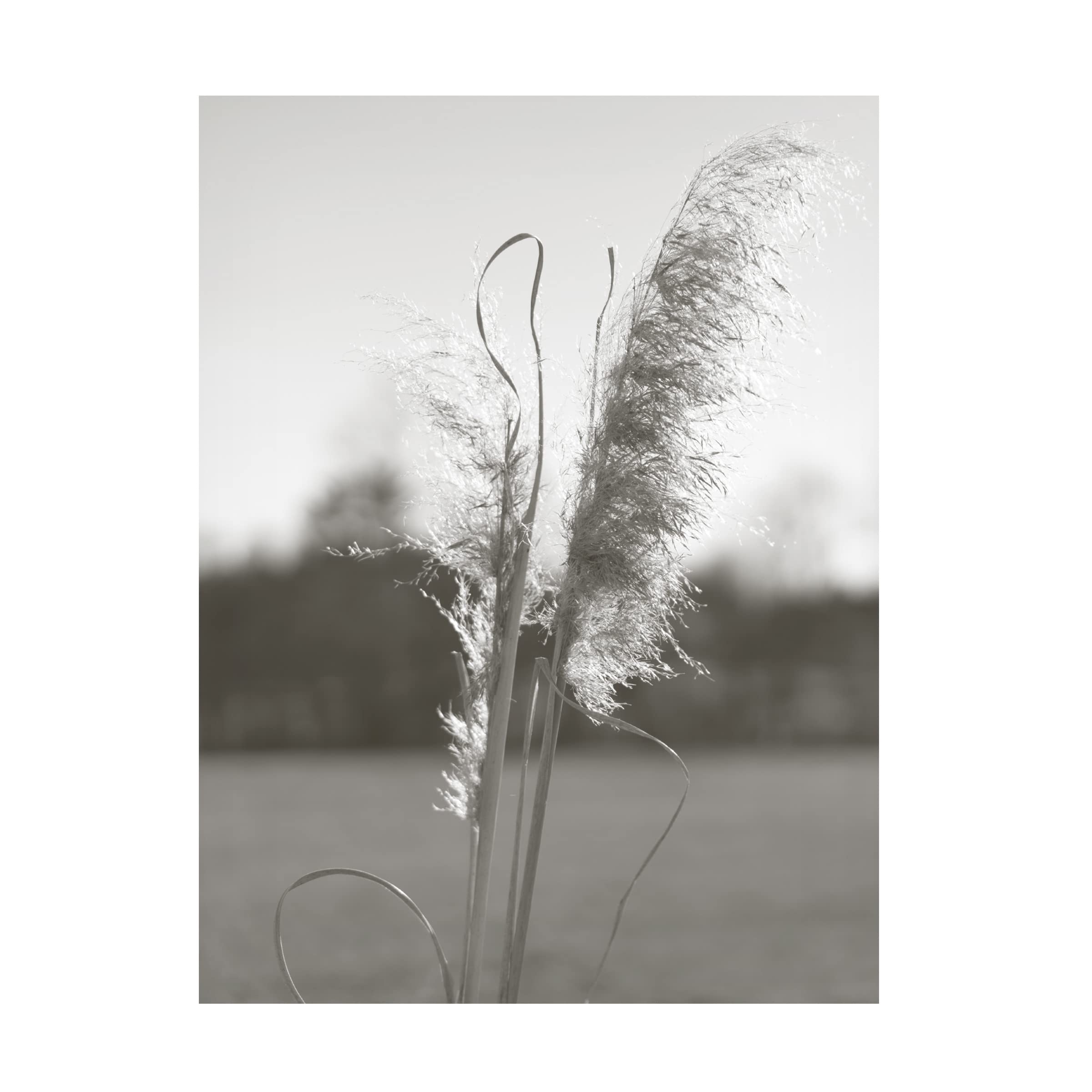Jason Johnson 'Ethereal Pampas III' Canvas Wall Art Print - Modern Boho Home Decor for Living Room, Bedroom & Office