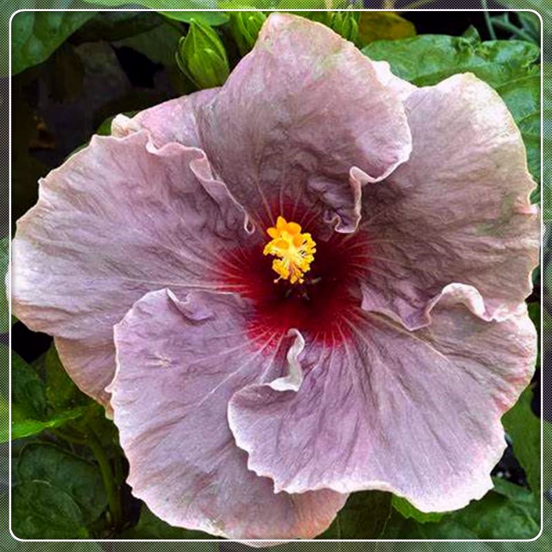 3-Pack Hardy Perennial Hibiscus Plants - Ready to Grow in Pots, Year-Round Blooms, Perfect as Living Gifts for Garden, Patio, or Indoor Decor