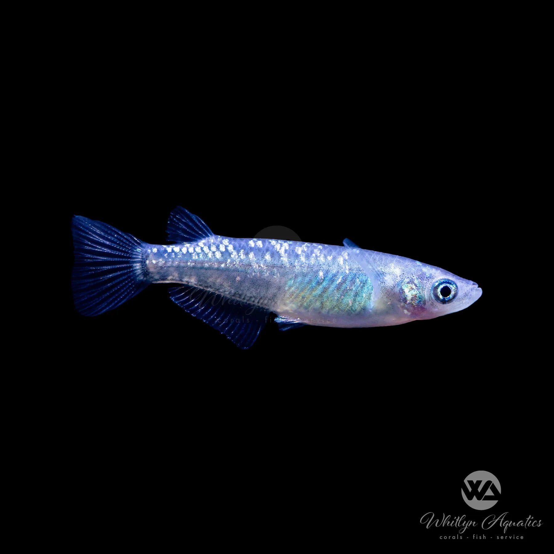 Black Lame Medaka Ricefish (Oryzias latipes) - Premium Aquarium Fish for Freshwater Tanks, Ponds & Aquatic Gardens - Perfect for Beginners & Fish Enthusiasts