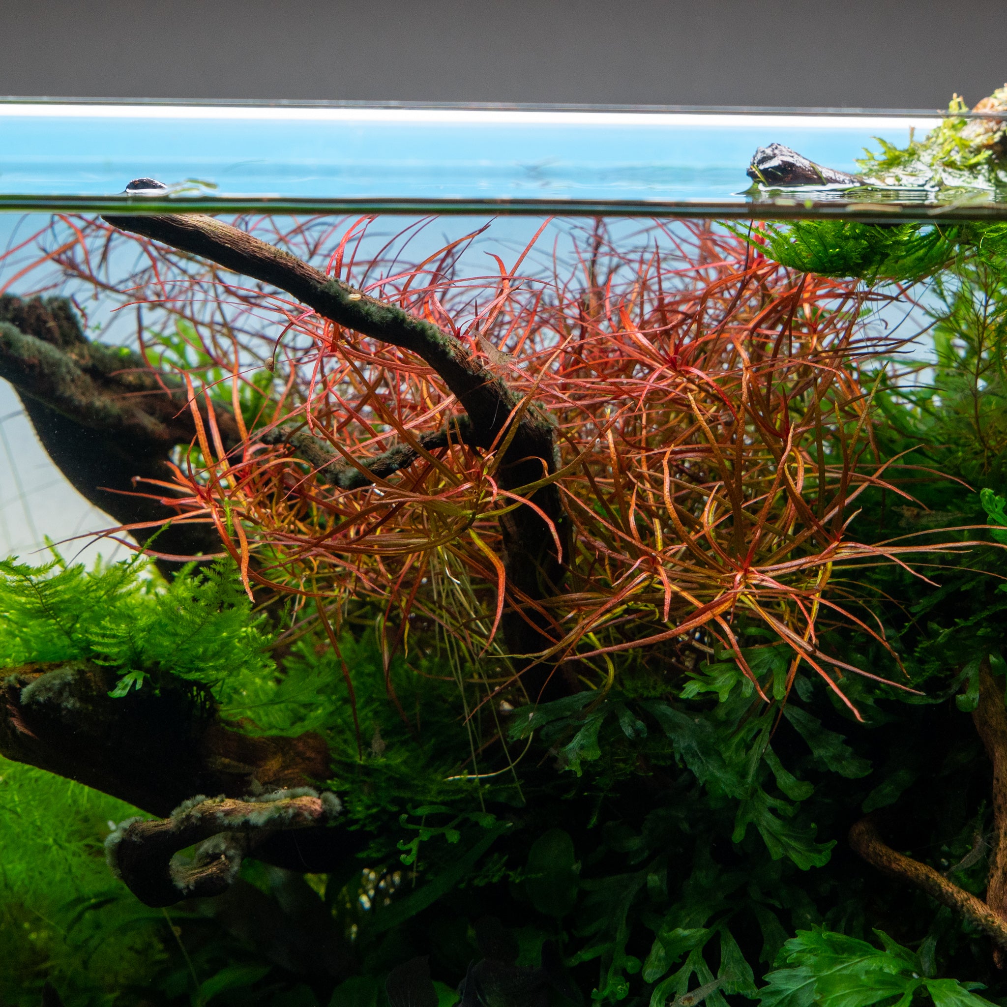 TCulture Ludwigia Arcuata Aquatic Plant (Potted) - Perfect for Aquascaping, Fish Tanks & Freshwater Aquariums