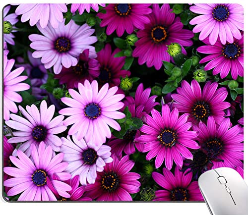 African Daisy