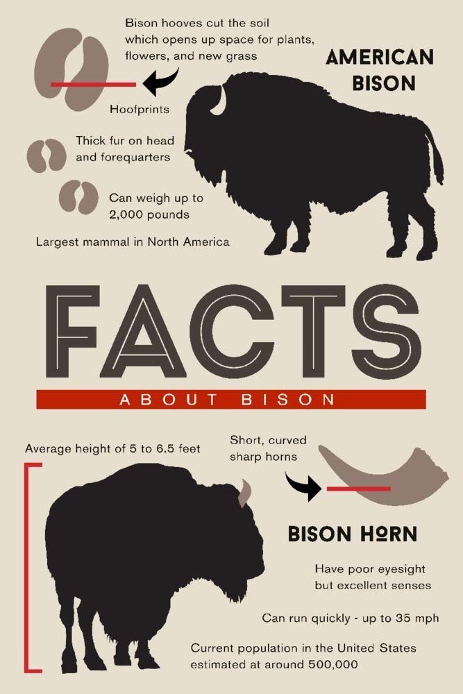 Bison Facts Giclee Gallery Print - 16x24 Wall Art Decor, Wildlife Travel Poster for Home & Office | Perfect for Nature Lovers & Western Theme Decor