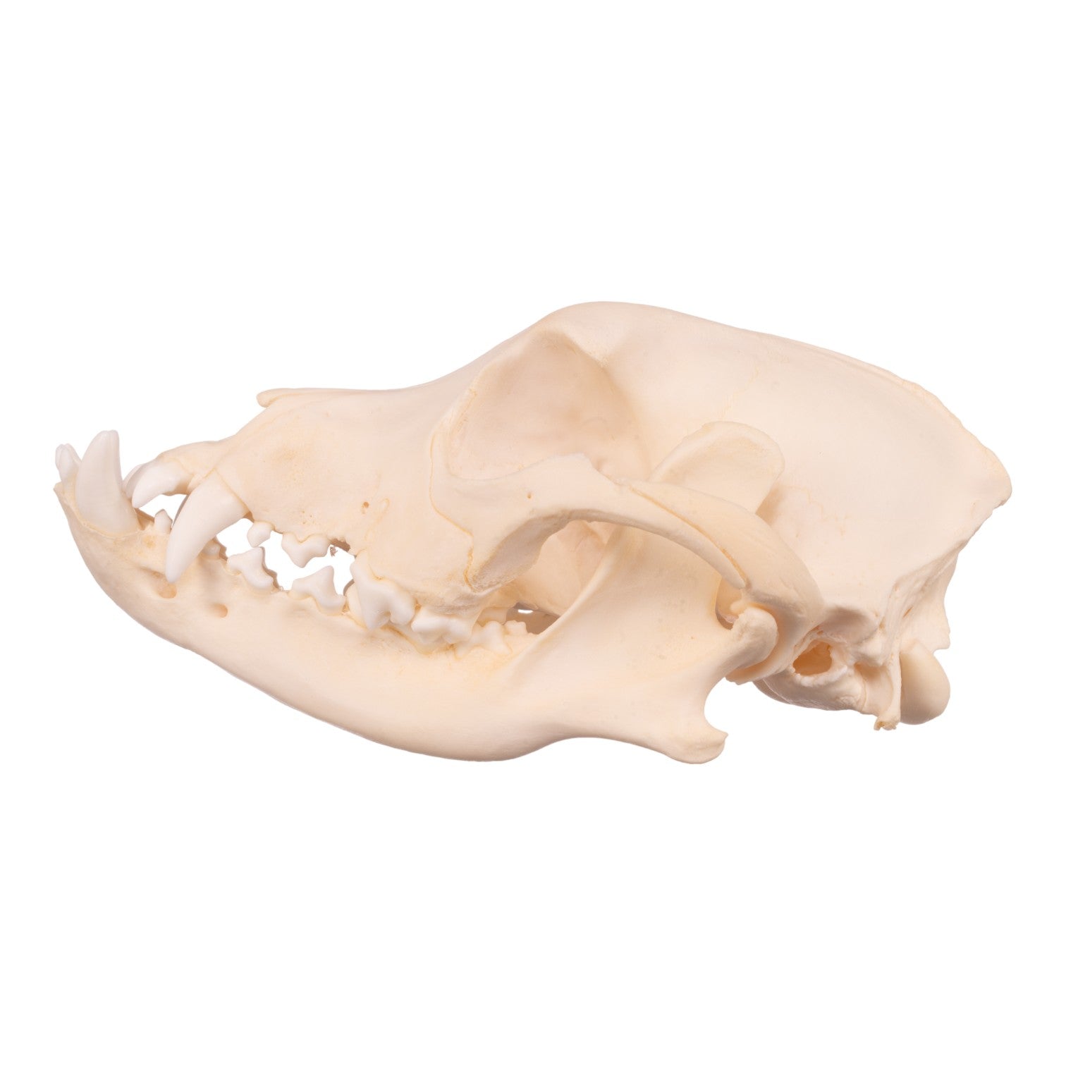 Authentic Boxer Dog Skull - Real Domestic Canine Specimen for Veterinary Study, Taxidermy & Halloween Decor