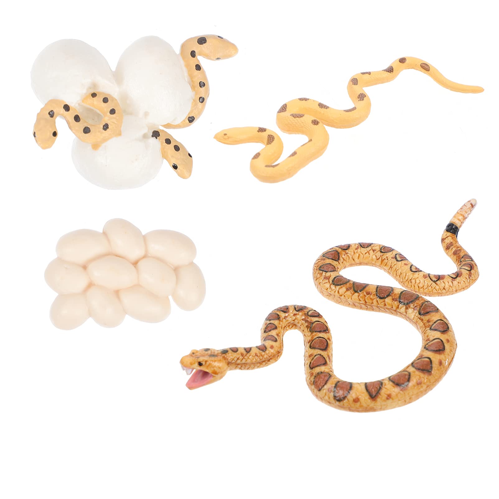 Realistic Rattlesnake Life Cycle Figurine Set - Snake Eggs to Adult Snake Model - Educational Biology Science Toys for Kids & Toddlers - Perfect for Early Learning, STEM Education, and Nature Exploration