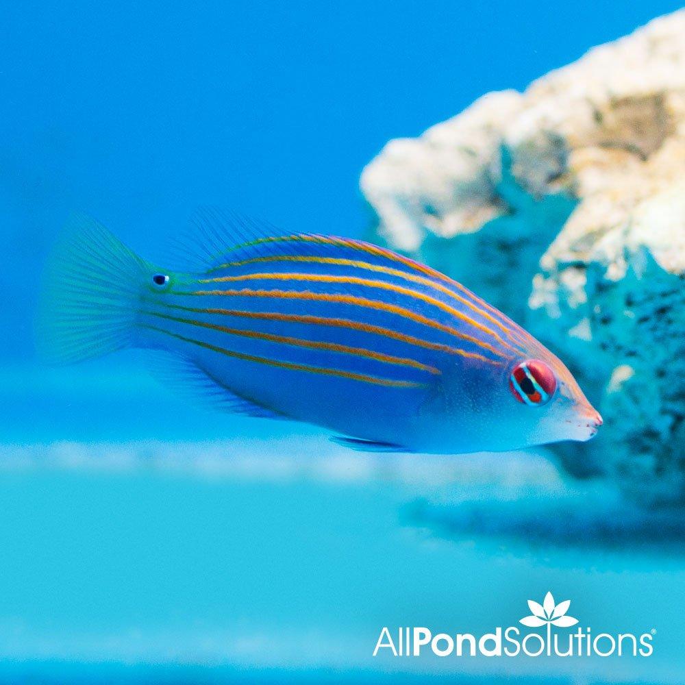 Six Line Wrasse (Pseudocheilinus hexataenia) - Vibrant Saltwater Aquarium Fish for Reef Tanks & Marine Ecosystems