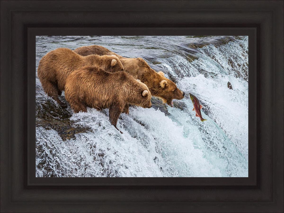 Grizzly Bears Catching Salmon at Katmai National Park Brooks Falls Alaska - Wildlife Photography & Nature Adventure Travel