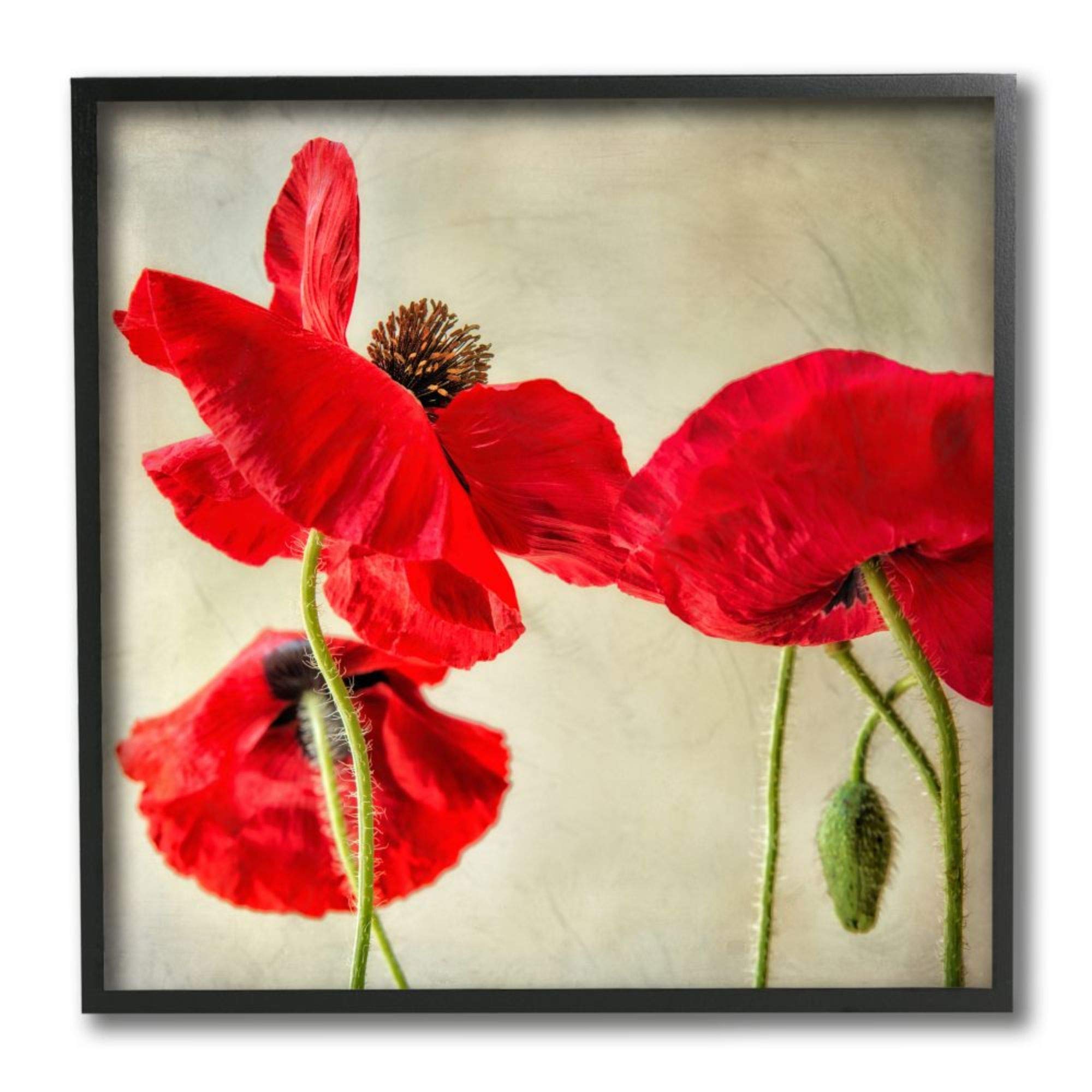 Stupell Industries Radiant Red Poppy Floral Wall Art - 12x12 Black Framed Canvas Painting by Dianne Poinski | Perfect for Living Room, Bedroom & Office Decor