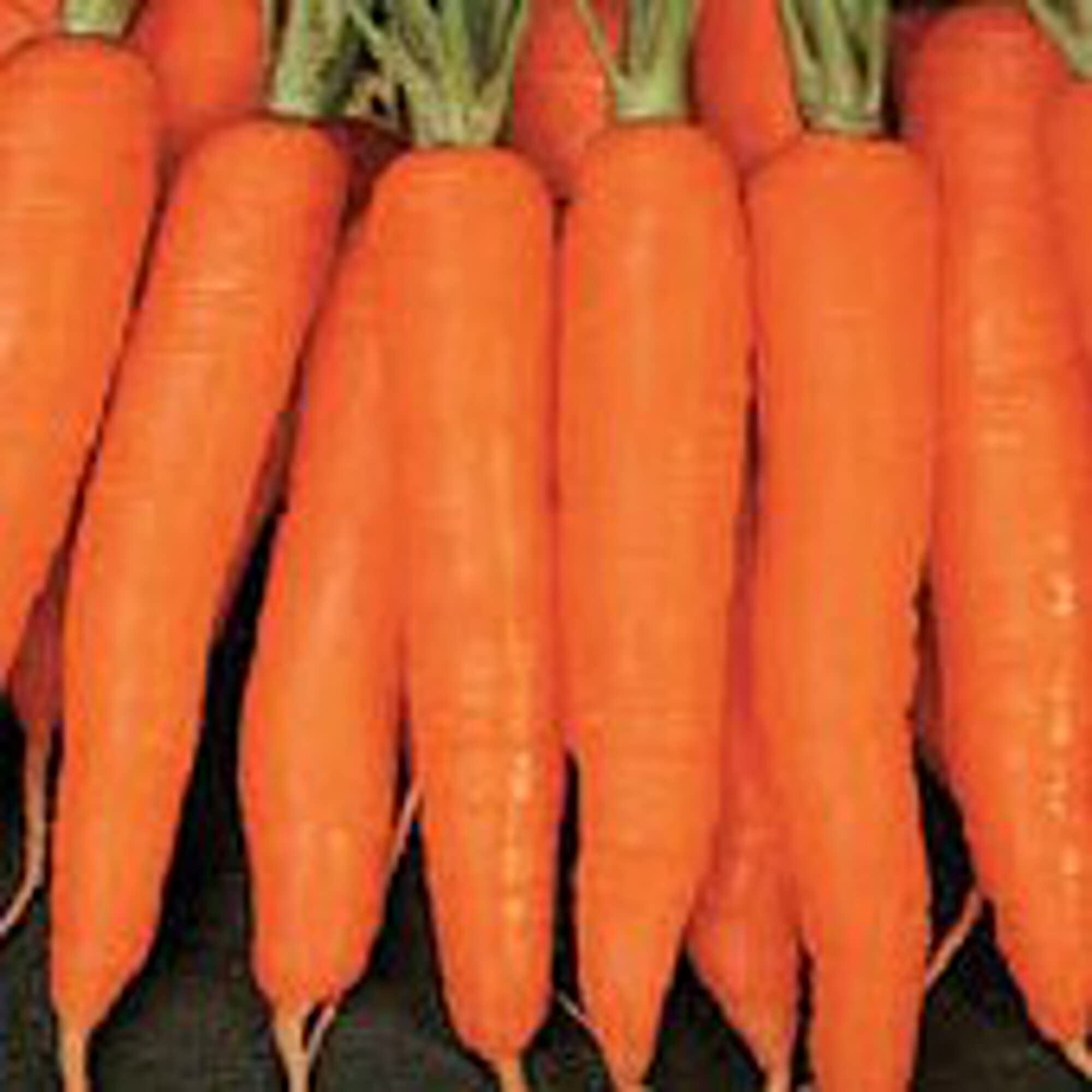 Organic Minicor Carrot Seeds (20+ Seeds) - Non-GMO Heirloom Vegetable Seeds for Planting | Home Garden, Greenhouse & Container Gardening | Fresh Salad & Healthy Snack Ingredient