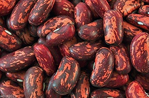 100 Spanish Tolosana Bean Seeds (Phaseolus vulgaris) - Bush Type Prince Bean for Home Gardening & Organic Farming | Easy to Grow, High-Yield Vegetable Seeds for Backyard, Containers & Raised Beds