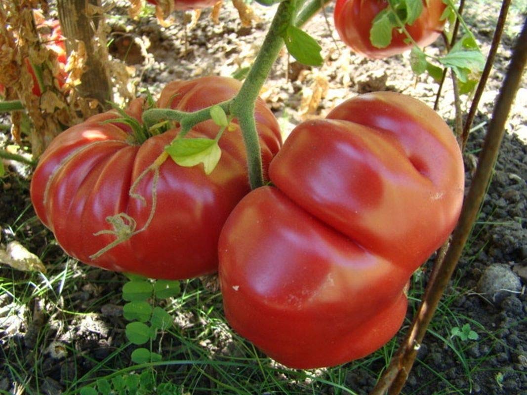 3-Pound Giant Sweet Fruit Seeds (100 Count) - Fast Growing, High Yield, Free Shipping - Perfect for Home Gardens, Backyard Farming & Organic Gardening