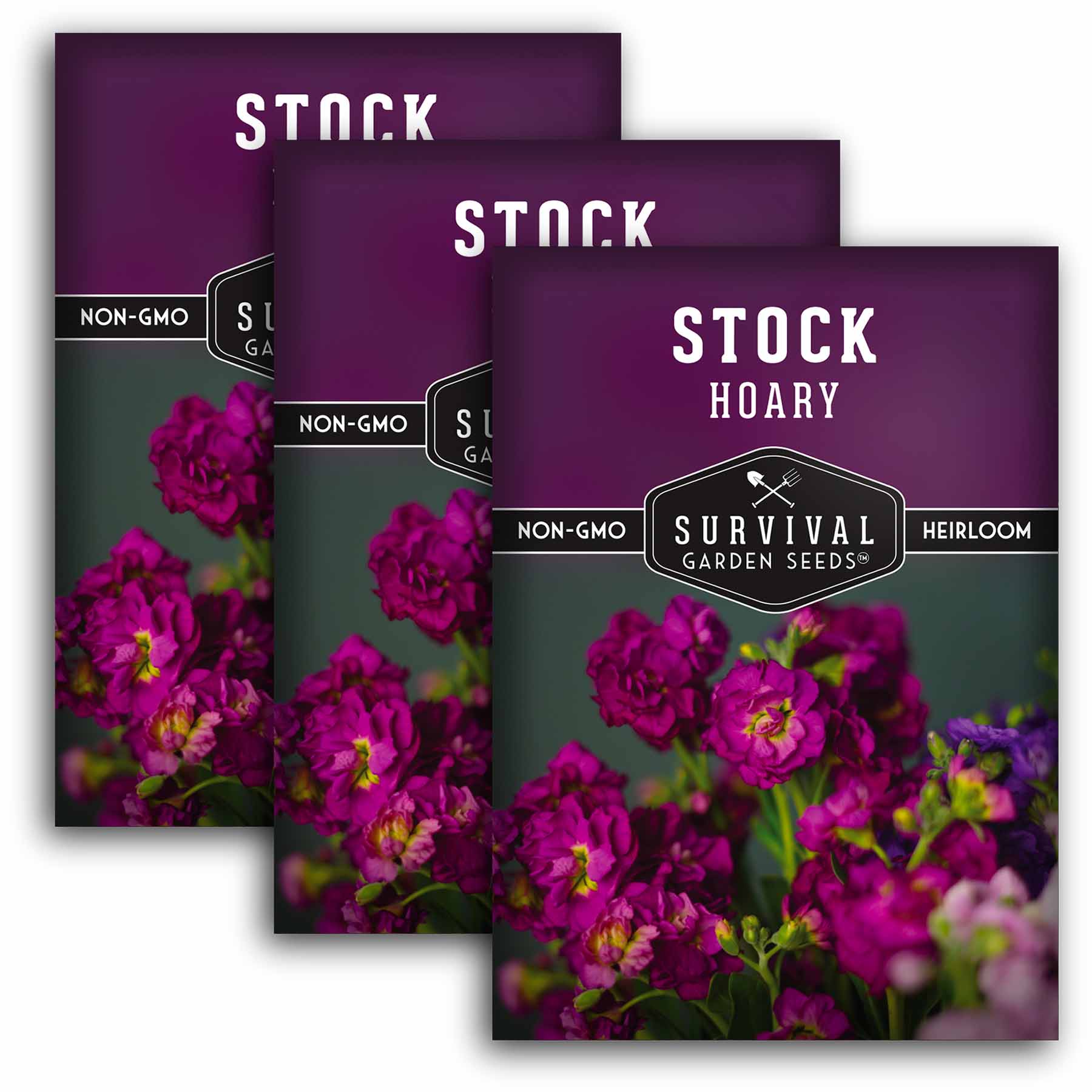 Hoary Stock Seeds - Gillyflower (Matthiola Incana) for Garden Planting, Landscaping & Floral Arrangements | Fragrant Cut Flowers for Bouquets & Home Decor