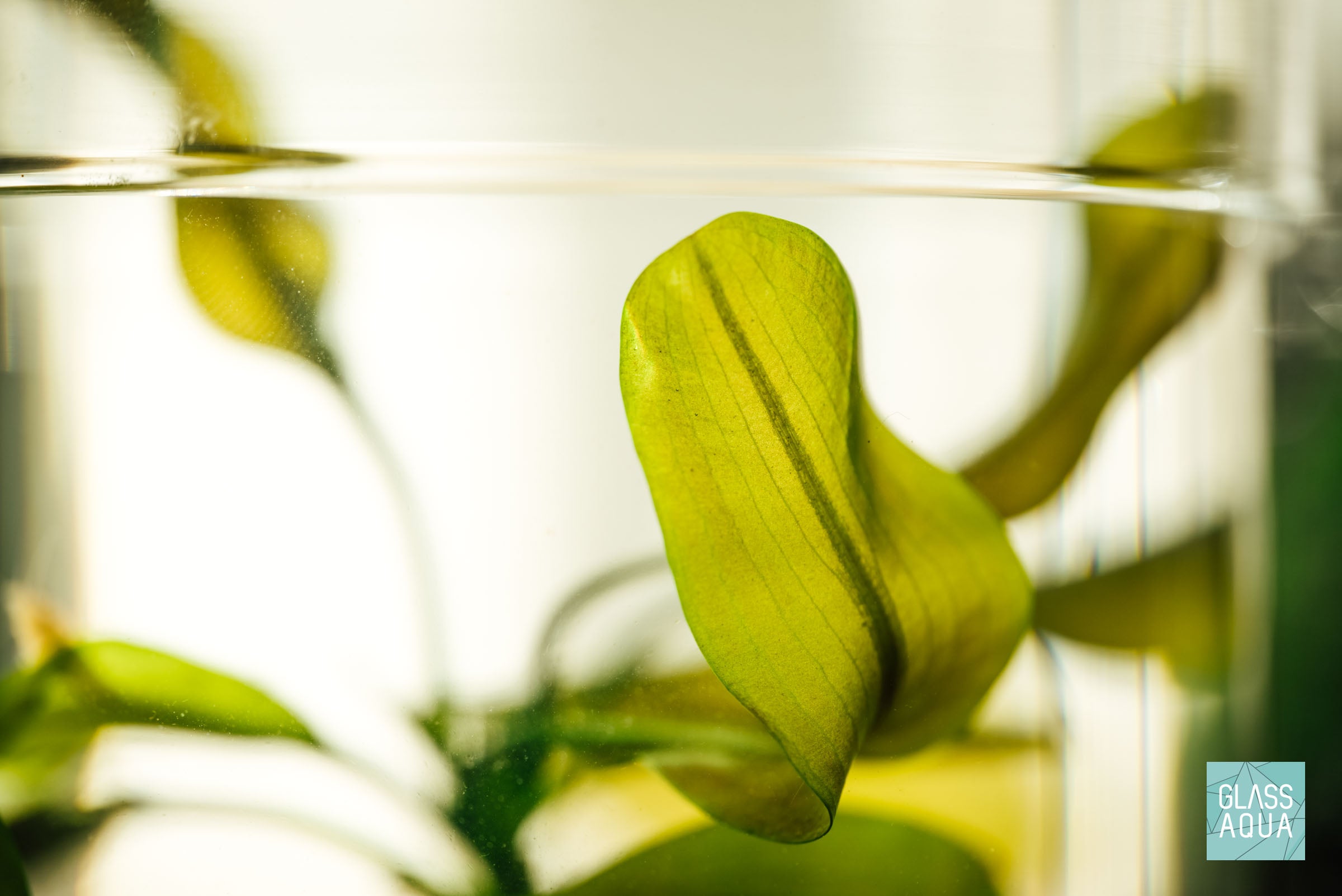 Aponogeton Natans Live Aquatic Plant for Freshwater Aquariums - Perfect for Fish Tanks, Ponds & Aquatic Gardens | Easy to Grow & Maintain