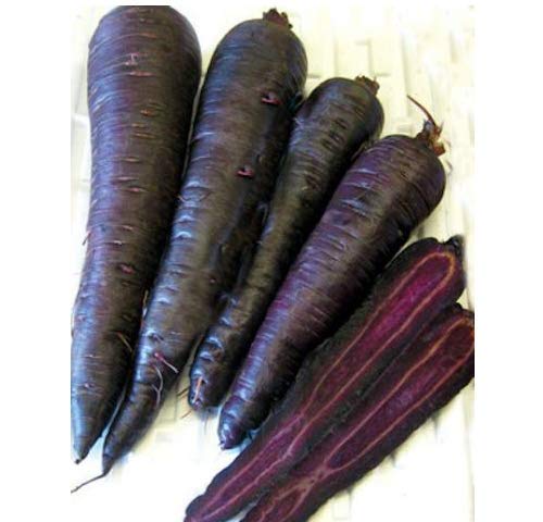 Black Nebula Carrot Seeds - 100, 200, 400, 1000 Count - Rare Colorful Heirloom Vegetable Seeds for Home Gardening & Organic Farming