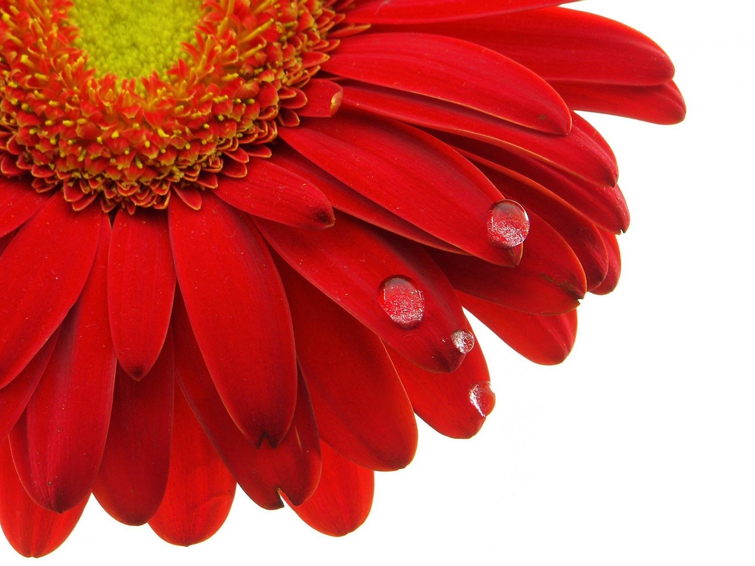 Wallmonkeys Gerbera Daisy Peel and Stick Wall Decal - 18 x 14 Inches - Removable Self-Adhesive Floral Wall Sticker for Home, Nursery, Office Decor