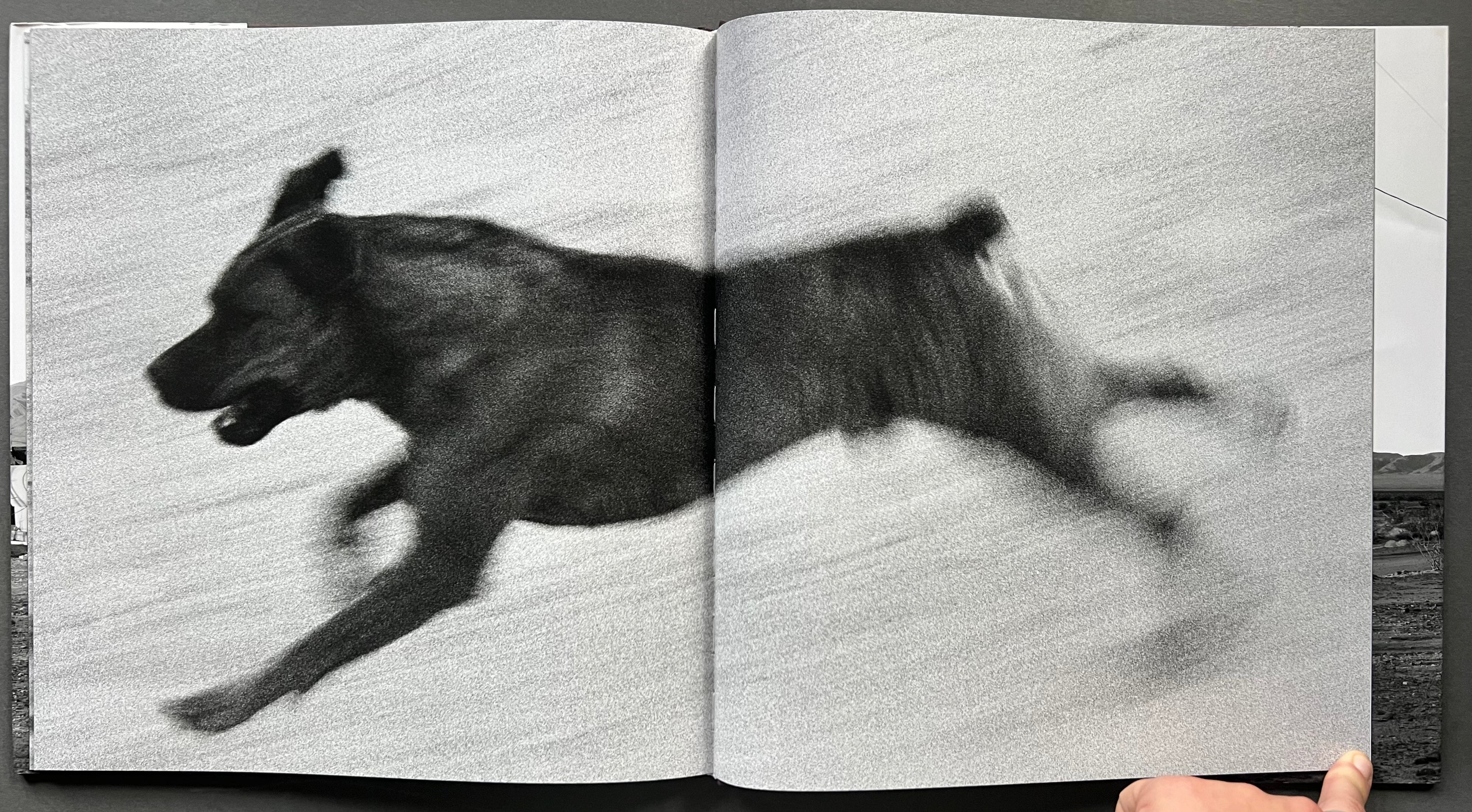 Funny Dogs Chasing My Car in Desert - Hilarious Pet Adventure for Road Trips & Outdoor Fun