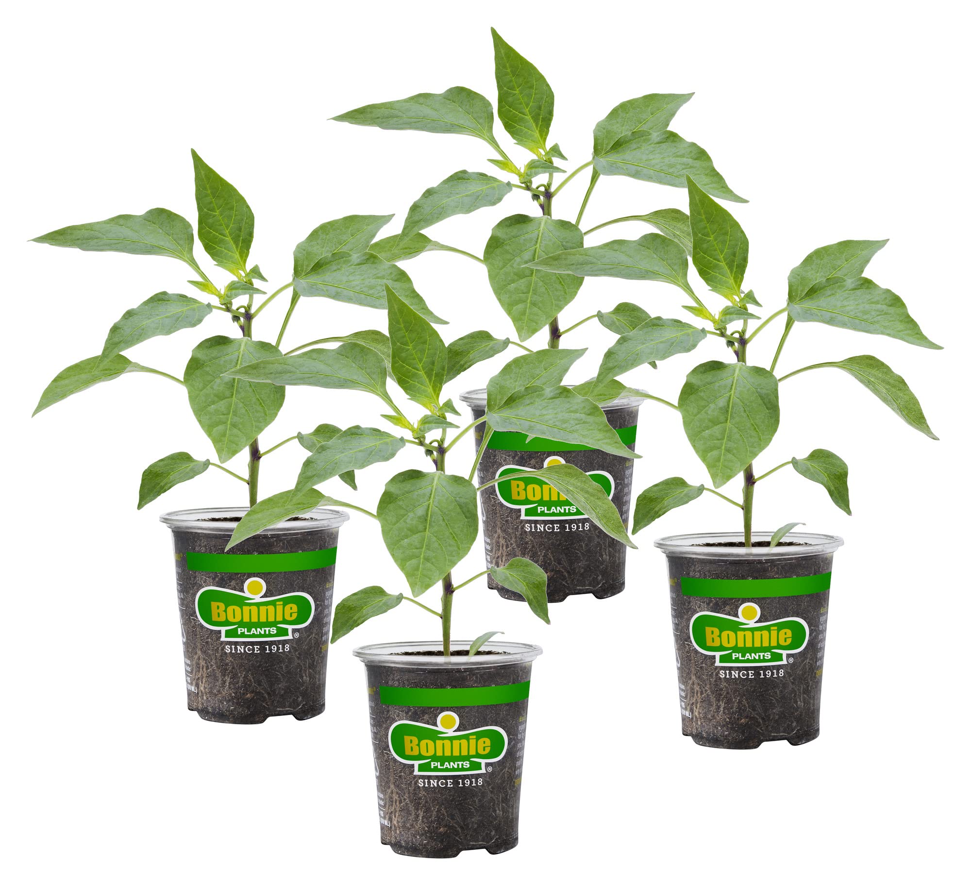Bonnie Plants Snacking Red Peppers 19.3 oz (4-Pack) - Fresh Sweet Mini Peppers for Salads, Snacks & Healthy Cooking - Perfect for Meal Prep, Lunch Boxes & Party Platters