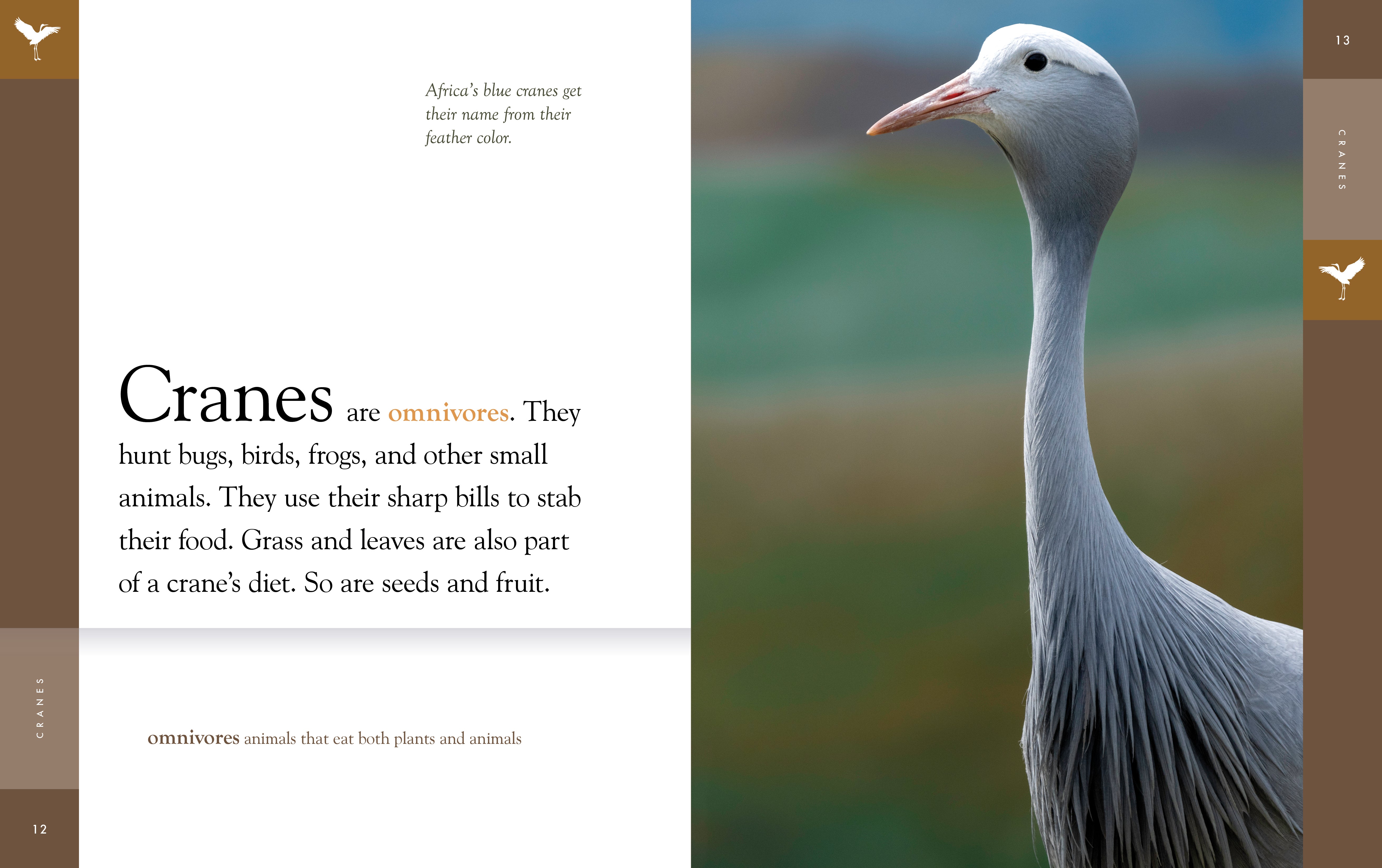 2025 Amazing Cranes: Stunning Wildlife Photography & Bird Watching Guide | Perfect for Nature Lovers & Outdoor Enthusiasts