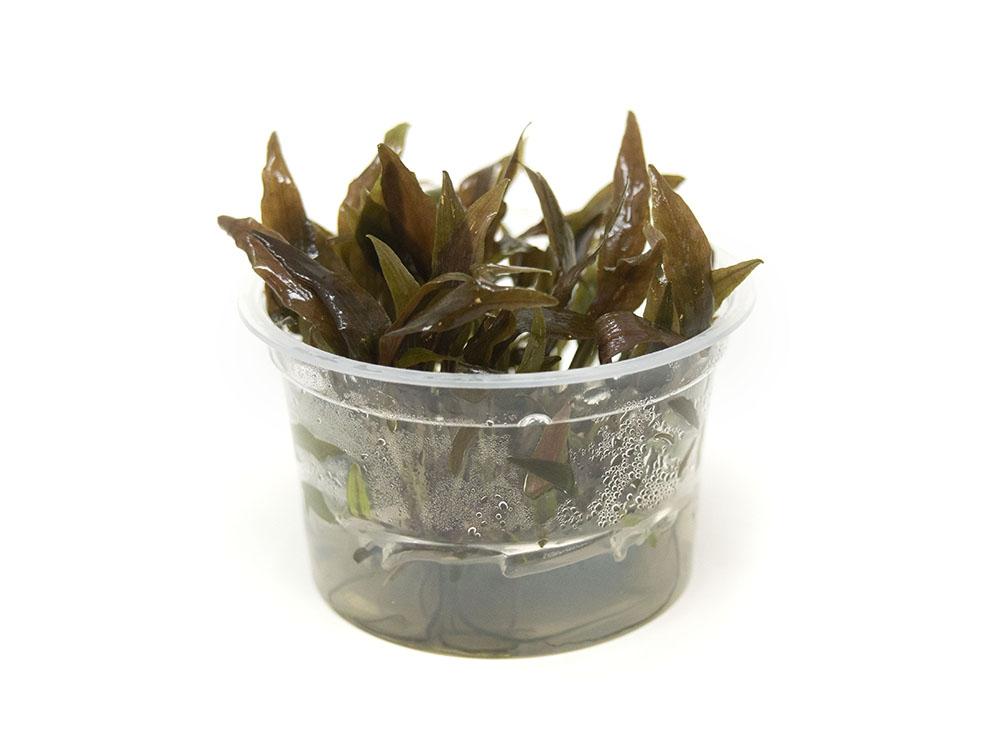 TCulture Cryptocoryne undulatus 'Red' Live Aquarium Plant (TC Cup) - Perfect for Freshwater Tanks, Aquascaping & Shrimp Habitats