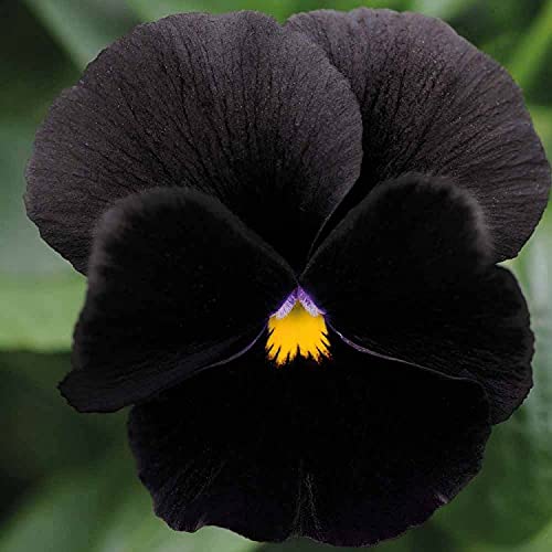 40+ Black Pansy Clear Crystals Viola Wittrockiana Seeds - Unique Long Flowering Plant for Garden, Balcony & Landscaping | Easy to Grow Perennial Flowers for Home Decor & Outdoor Planting