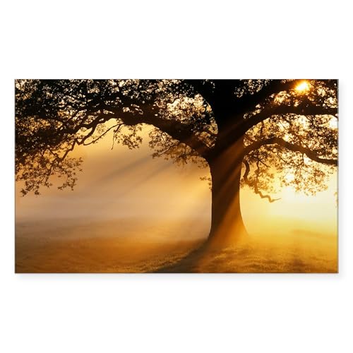 Clear - Oak Tree at Sunrise