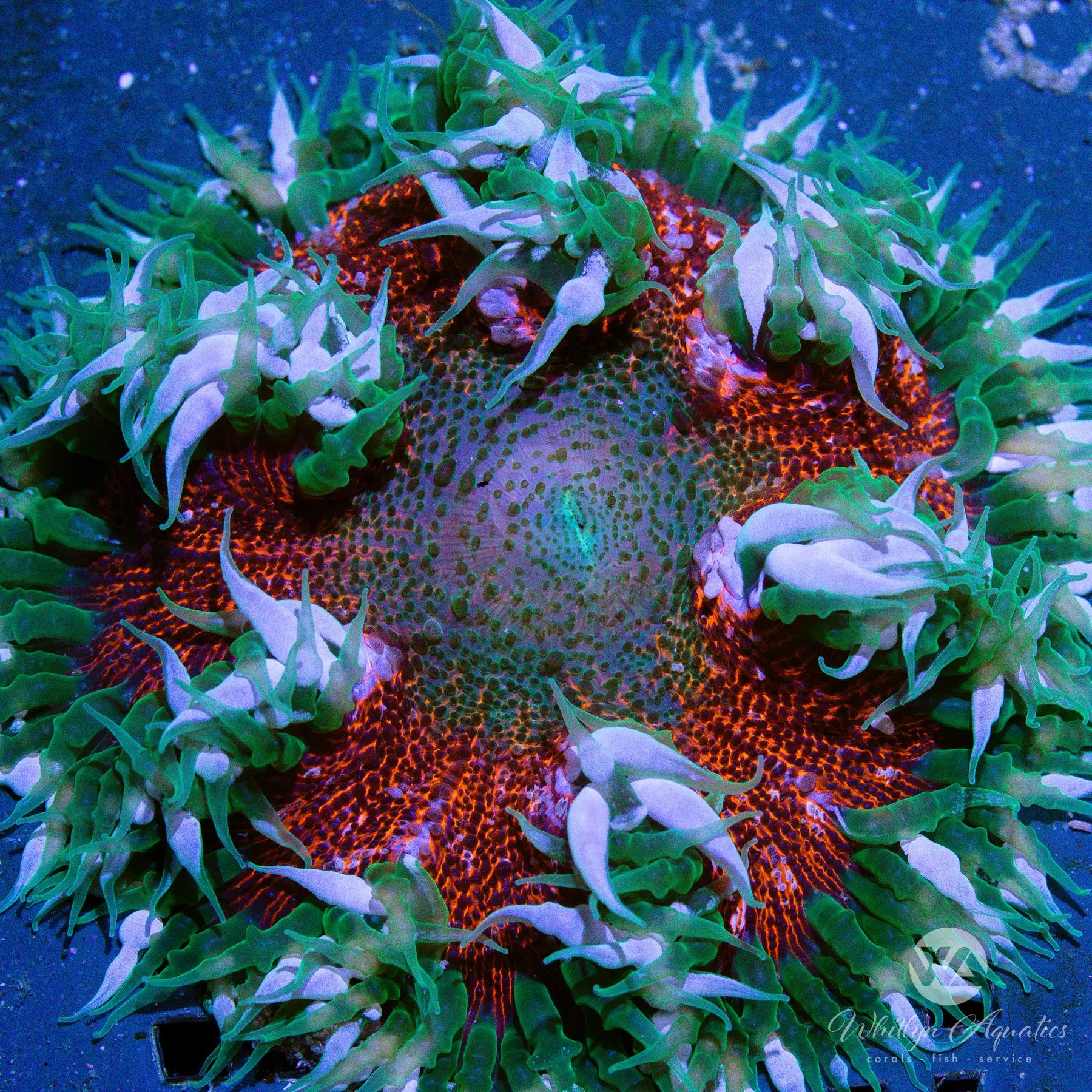 Premium Rock Flower Anemone Coral (WYSIWYG) - Vibrant Saltwater Aquarium Coral for Reef Tanks & Nano Tanks | Perfect for Coral Propagation and Marine Aquascaping
