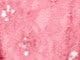 Salmon Rose