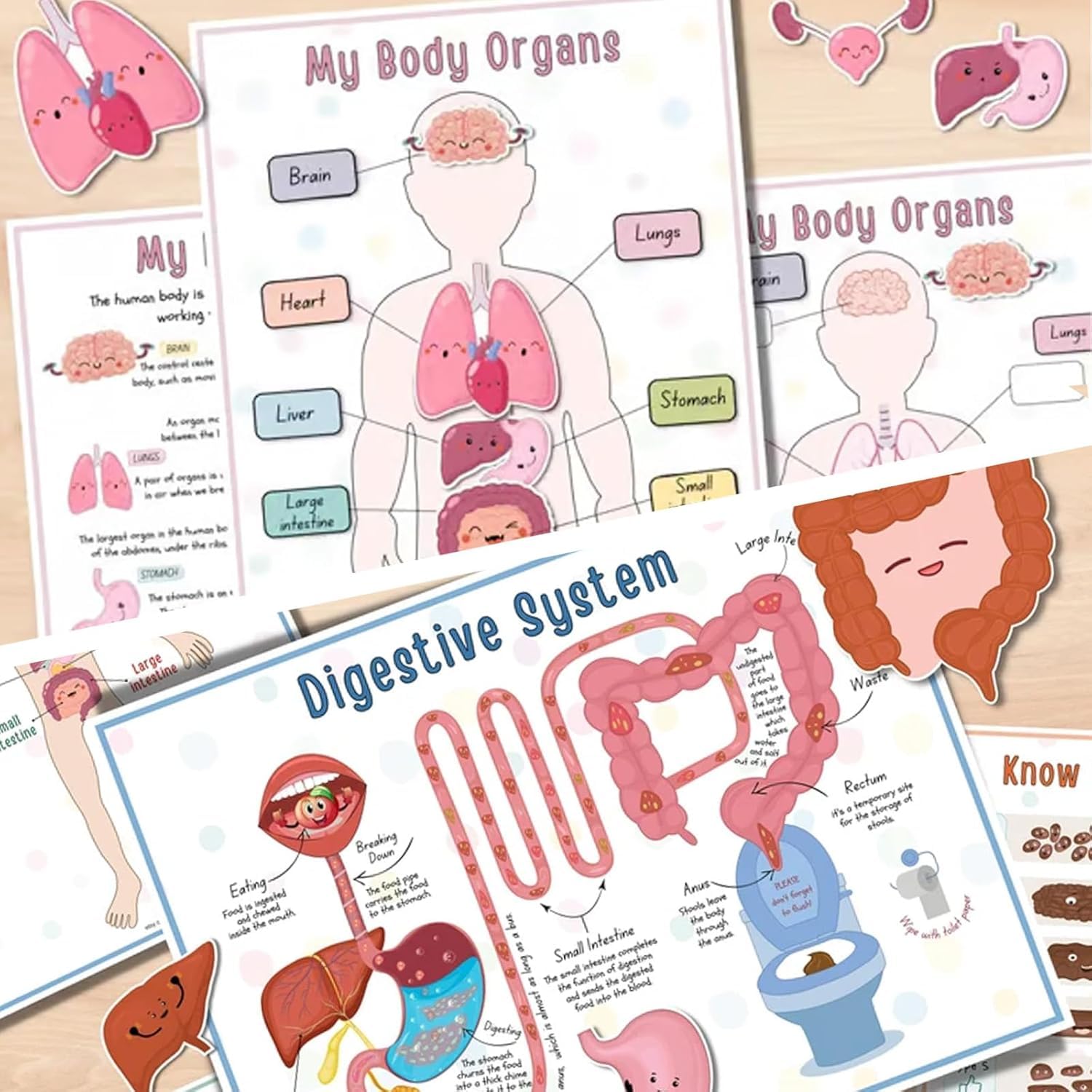 Interactive Human Anatomy Busy Book for Kids - Preschool Learning Toy with Organ Matching Game | Discover Body Secrets | Perfect for Homeschool Science & Montessori Education