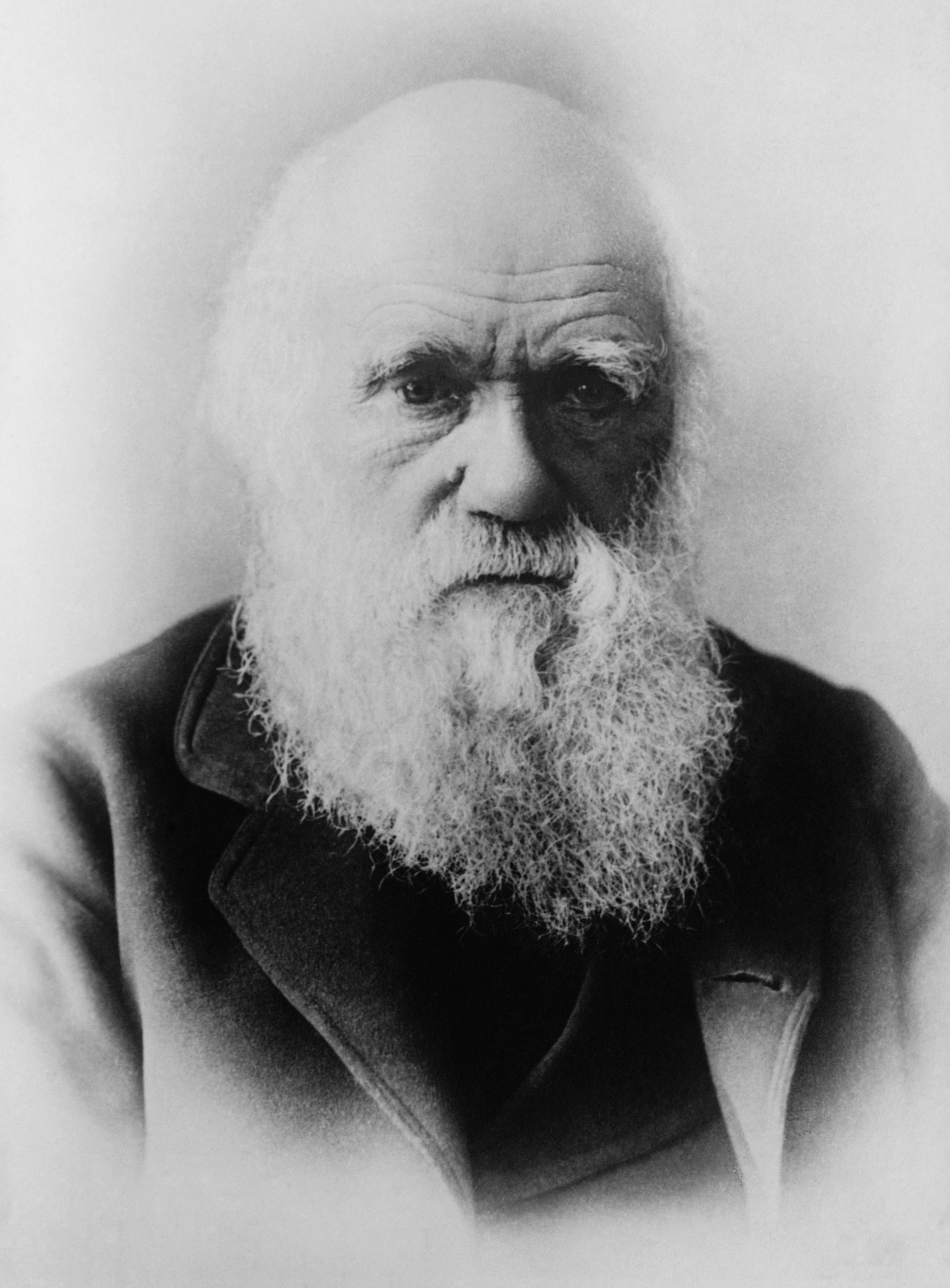 Charles Darwin Portrait - Glossy Poster & Photo Print - Naturalistic Scientific Decor for Home, Office, or Classroom