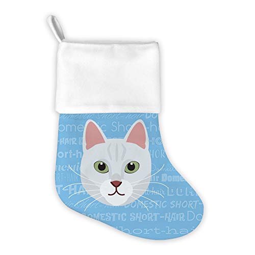 Domestic Short Hair - White