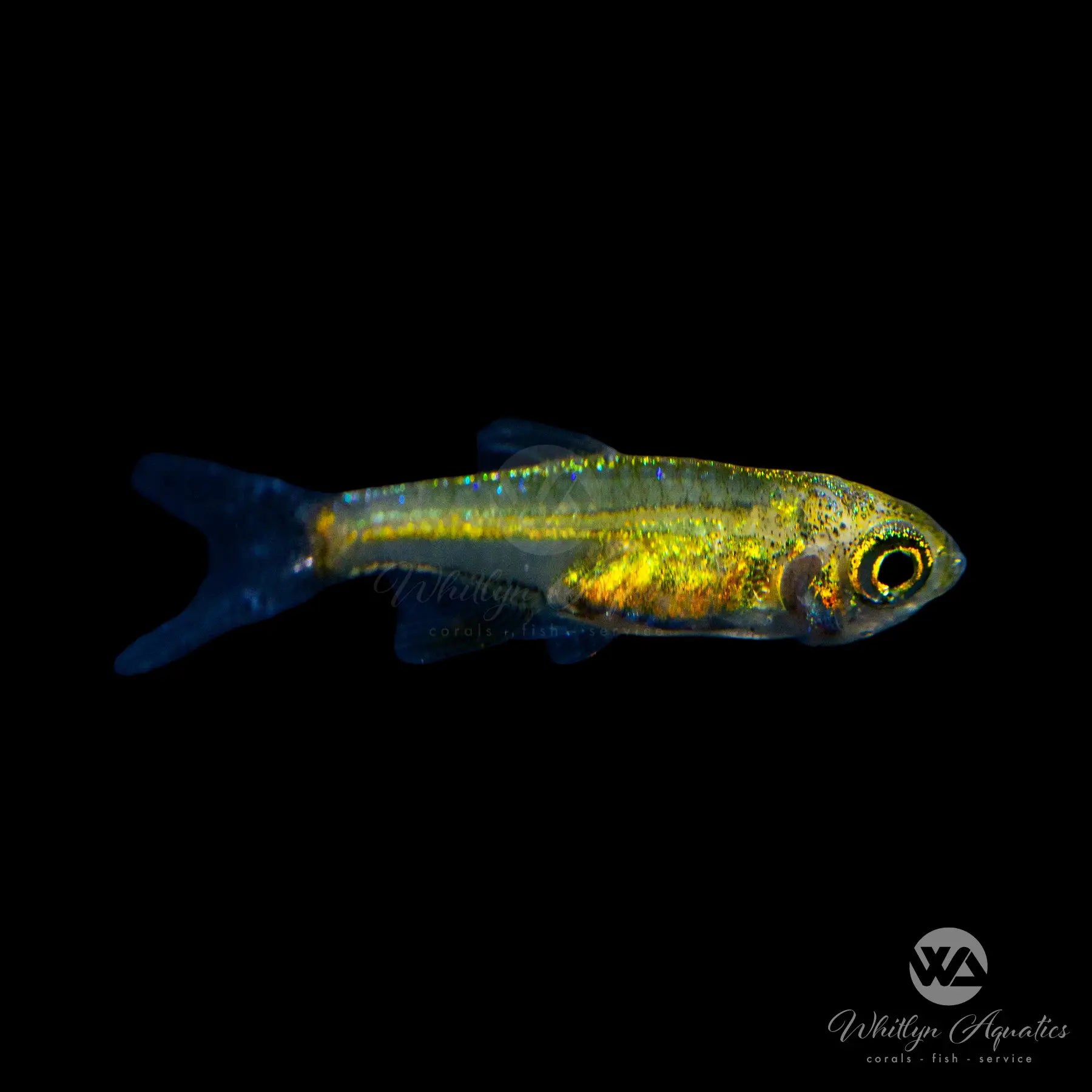 Blue Neon Rasbora (Microdevario kubotai) - Stunning Tropical Fish for Aquariums | Perfect for Nano Tanks & Community Aquascaping