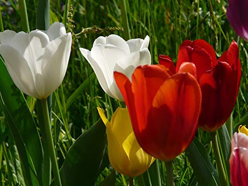 20x30 Inch Laminated Tulip Poster - Vibrant Spring Bloom Wall Art for Home Decor | Perfect for Living Room, Bedroom & Office