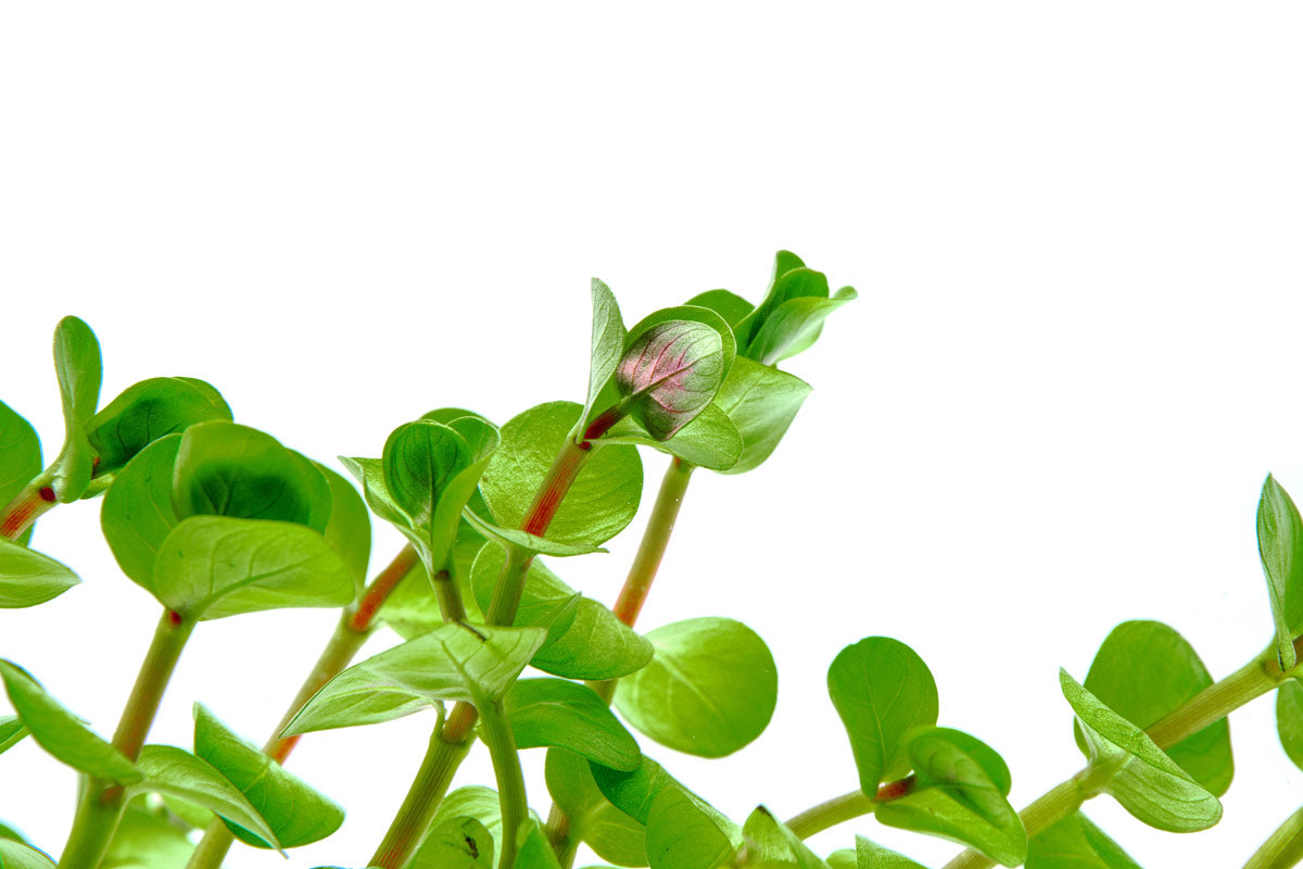 Rotala Colorata Live Aquarium Plant - Vibrant Red Aquatic Stem Plant for Fish Tanks, Aquascaping & Freshwater Aquariums