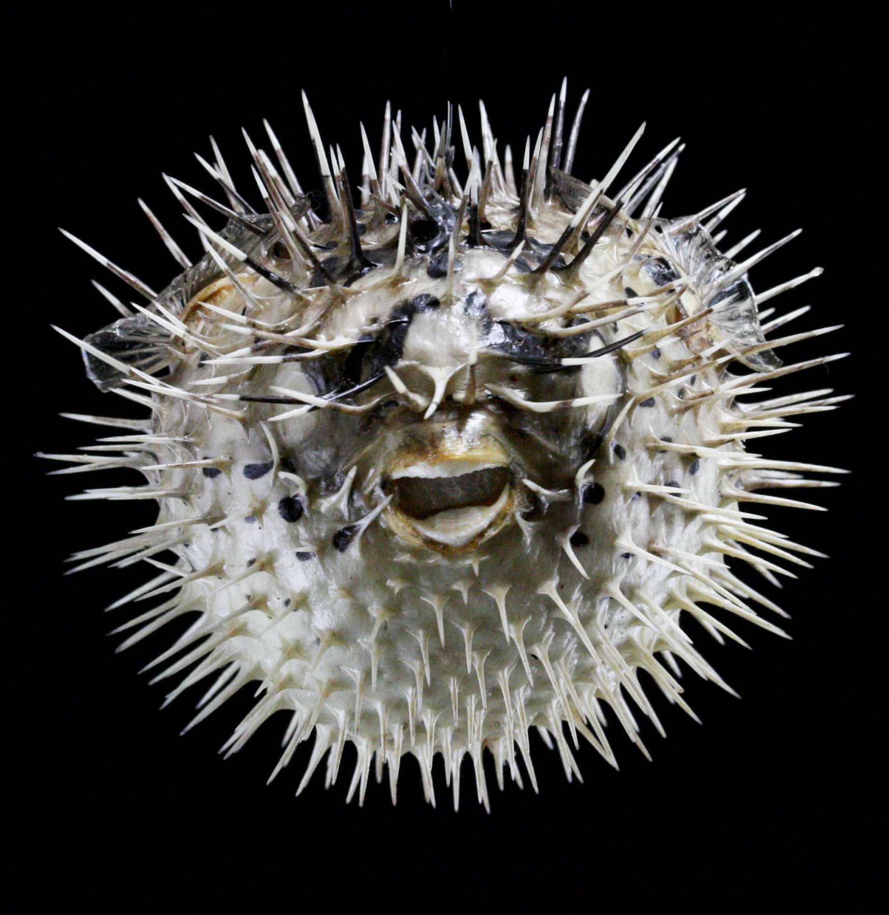 Unique Taxidermy Blowfish Decor - Preserved Puffer Fish for Home & Office Display - Perfect for Coastal, Nautical, or Marine Theme Decorations