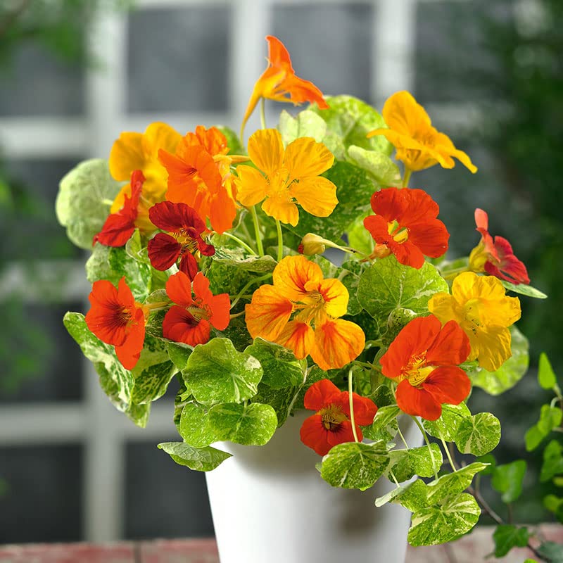 Eden Brothers Alaska Mix Nasturtium Seeds - Non-GMO Flower Seeds for Planting | Low-Maintenance, Fast-Growing, Spring Planting | Zones 1-10 | Perfect for Garden Borders, Containers & Pollinator Gardens