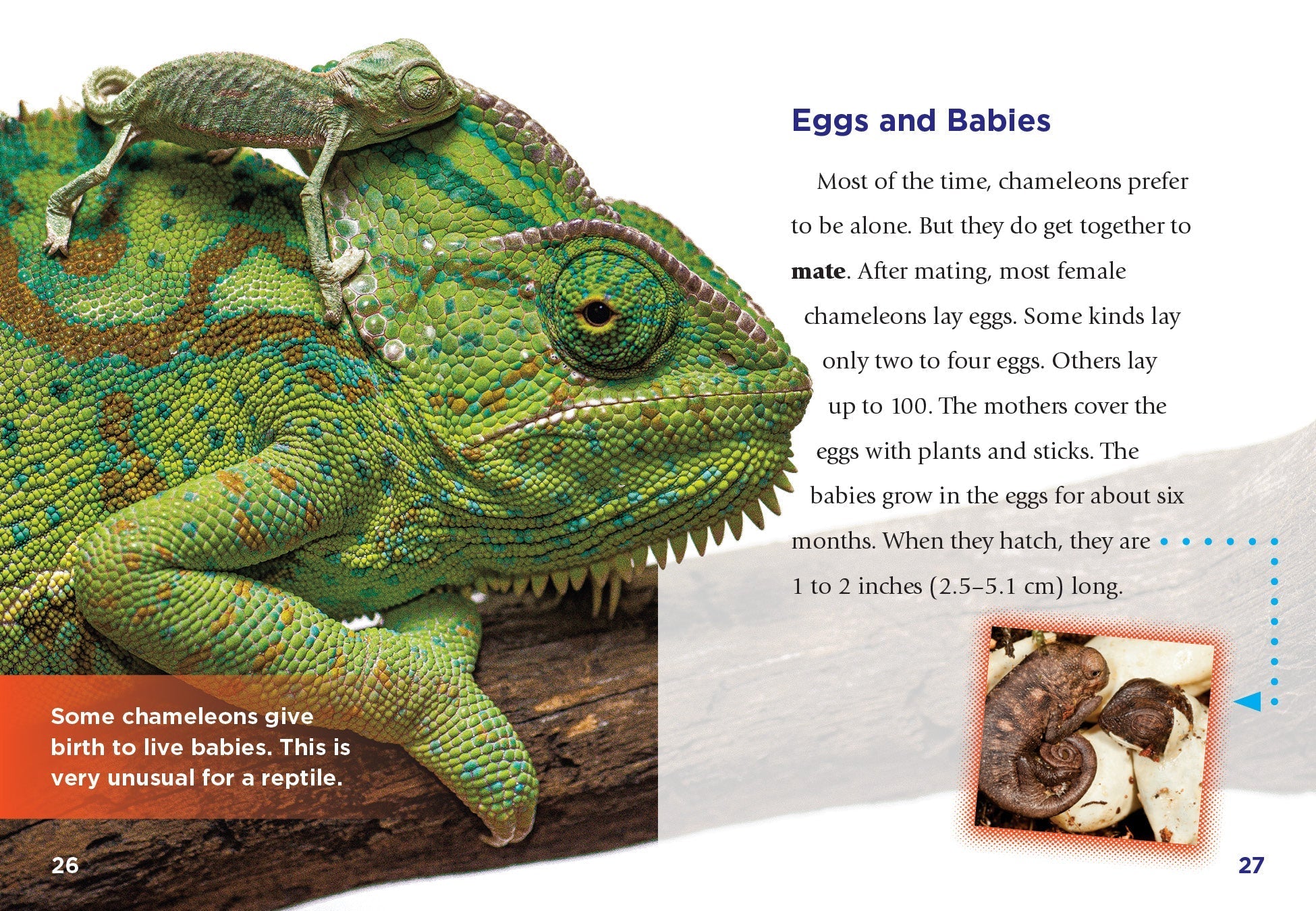 Chameleons Book - 9781623106416 - Learn About Chameleons for Kids & Adults - Perfect for School Projects & Animal Lovers